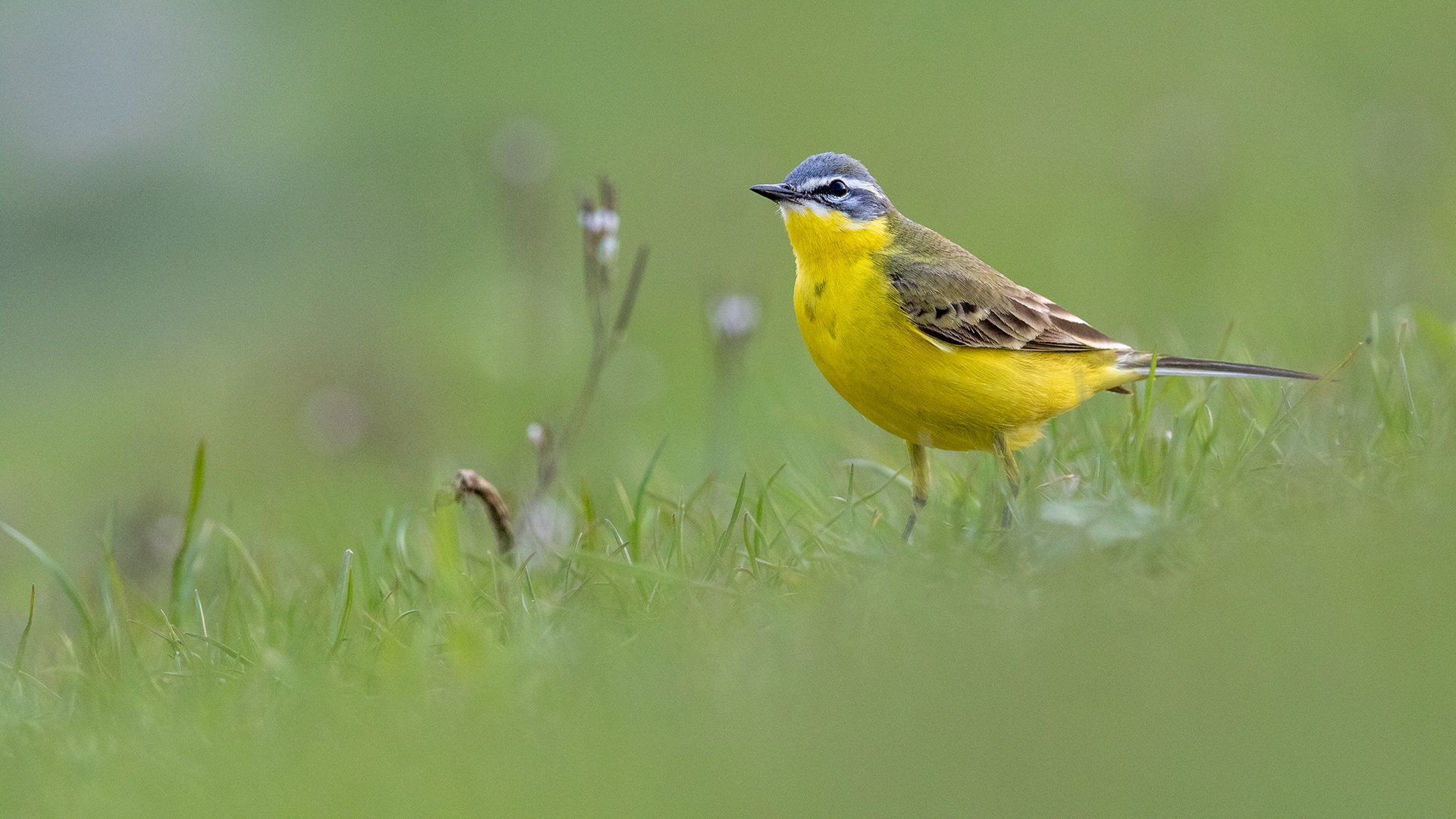 gele kwikstaart, yellow wagtail, David Van den Broeck, natuurfotografie, Naturephotography, vogel