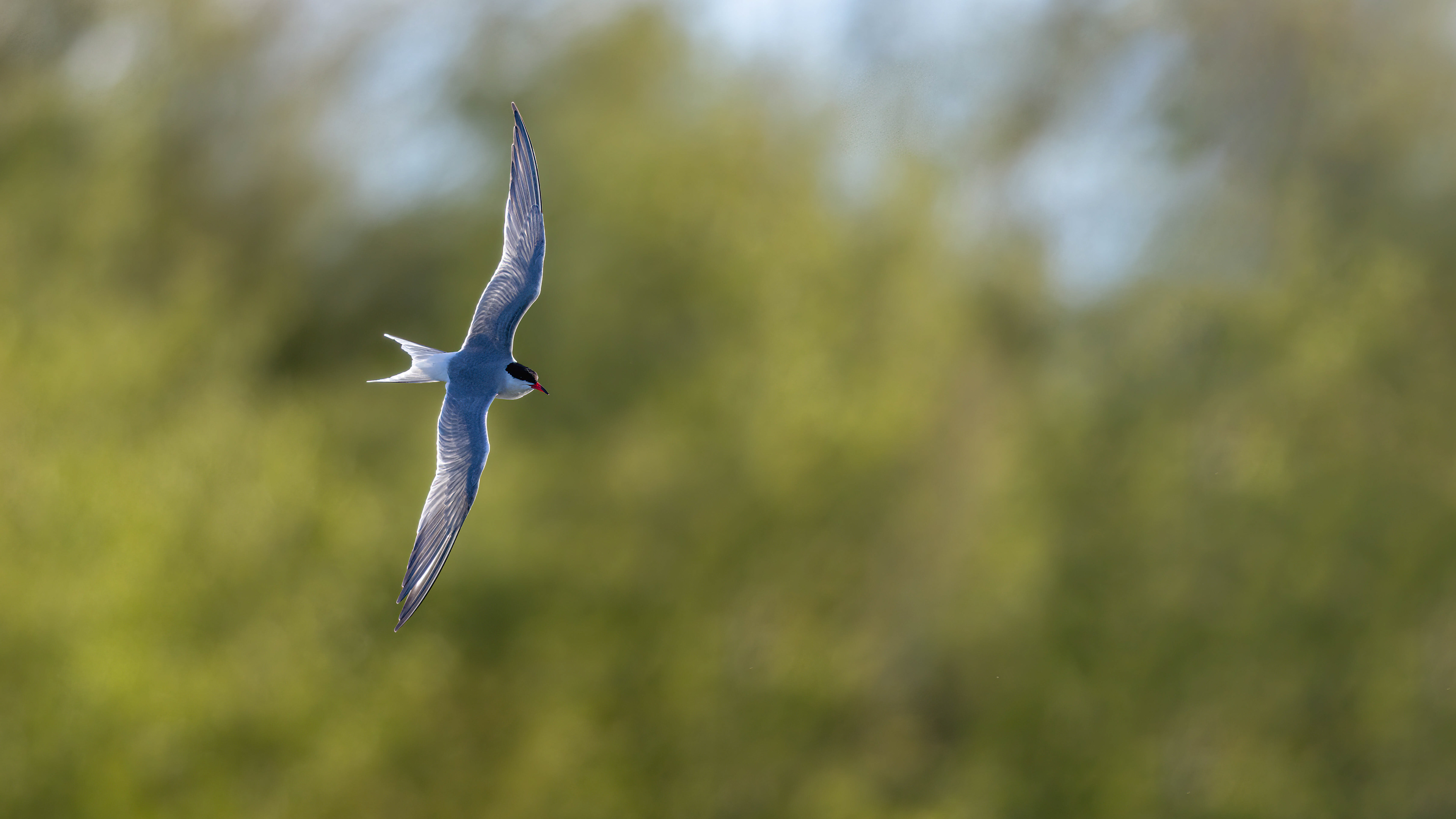 Common tern, visdiefje, David Van den Broeck, natuurfotografie, Naturephotography, vogel