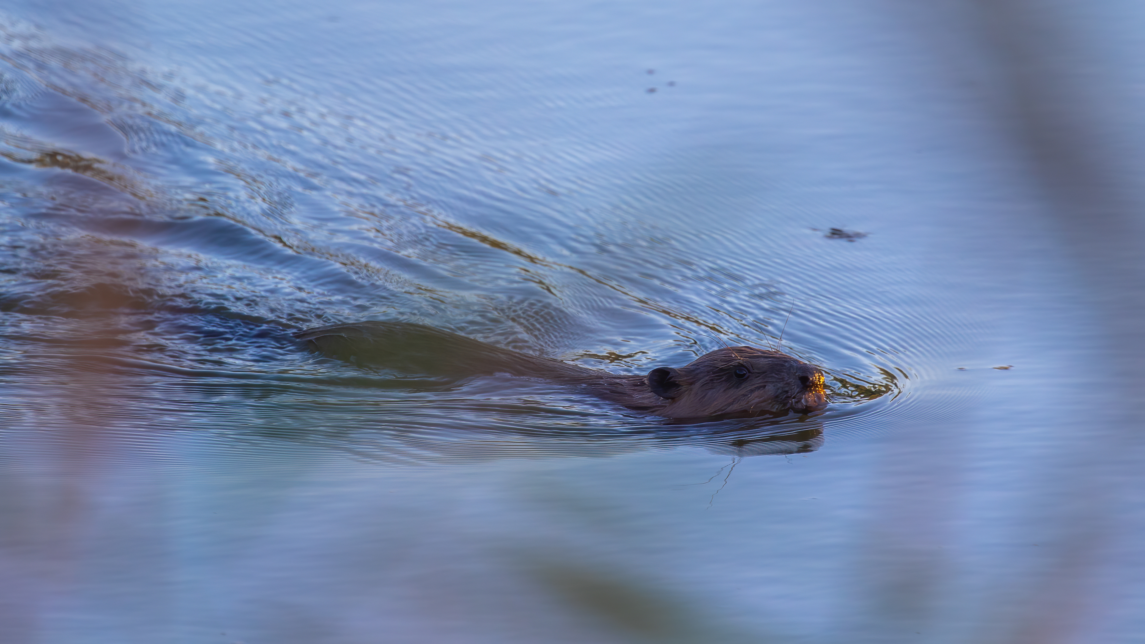 bever, beaver, David Van den Broeck, Natuurfotograaf