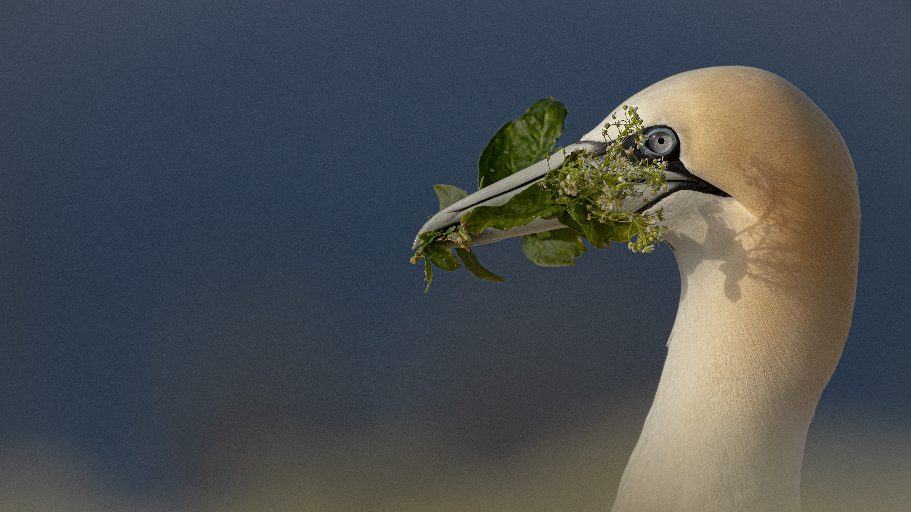 Jan-van-gent, David Van den Broeck, Natuurfotograaf