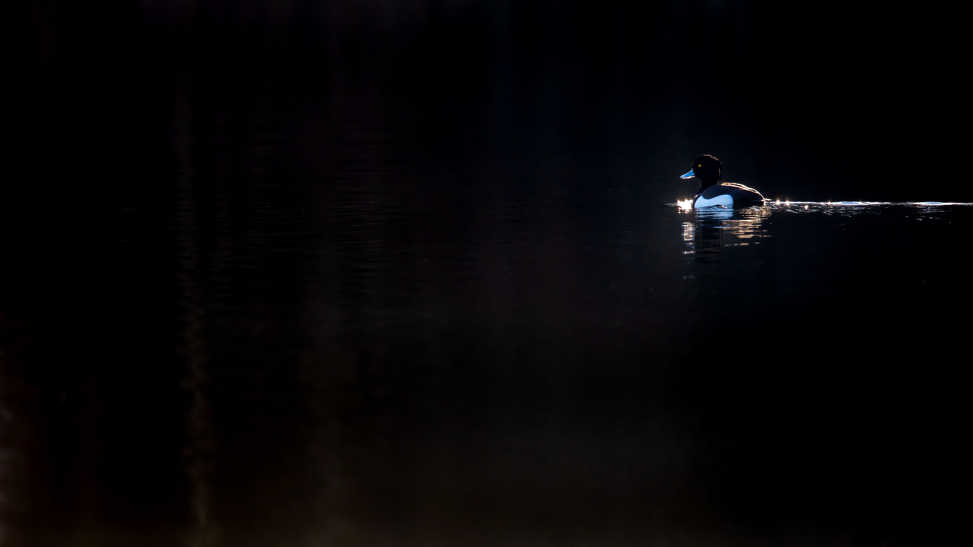 kuifeend, tufted duck, eend, duck, David Van den Broeck, natuurfotografie, Naturephotography, vogel