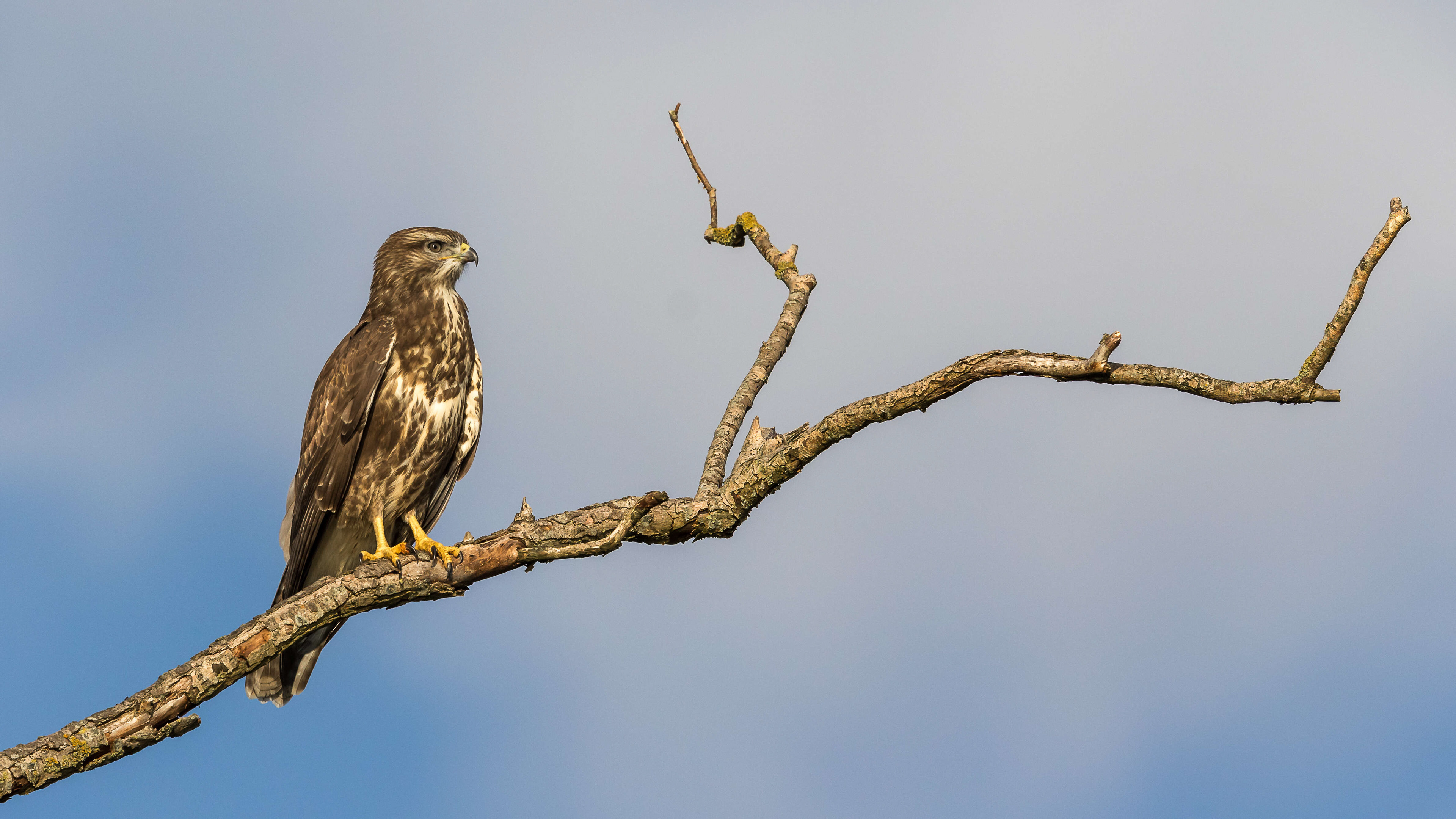 buizerd, common buzzard, David Van den Broeck, natuurfotografie, Naturephotography, vogel