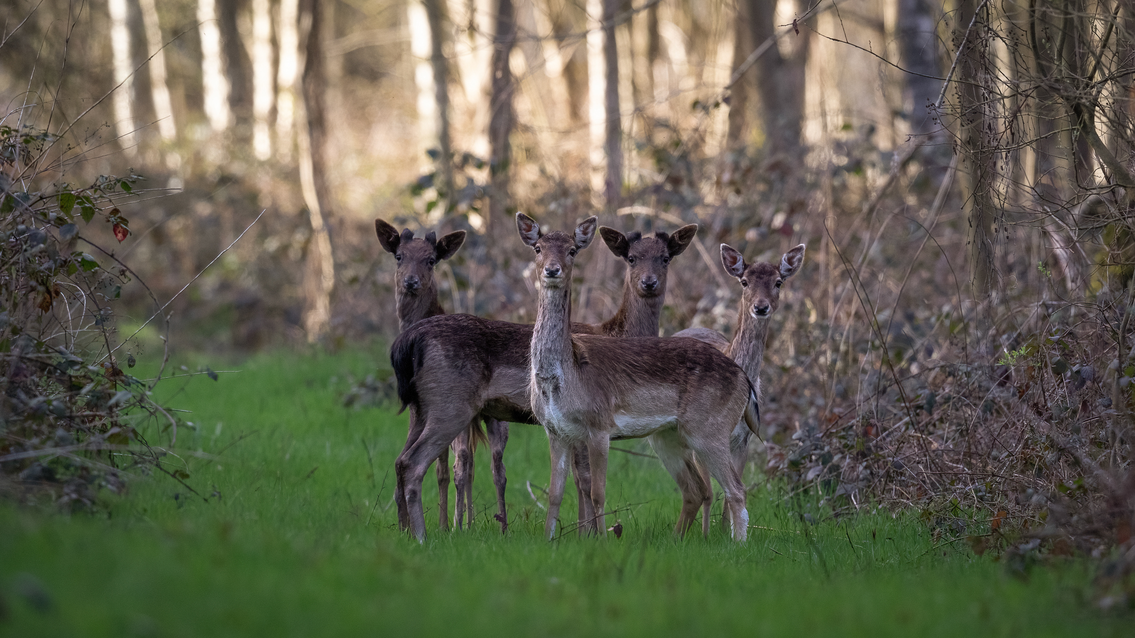 Damhert, kleiputten Terhagen, David Van den Broeck, Natuurfotograaf