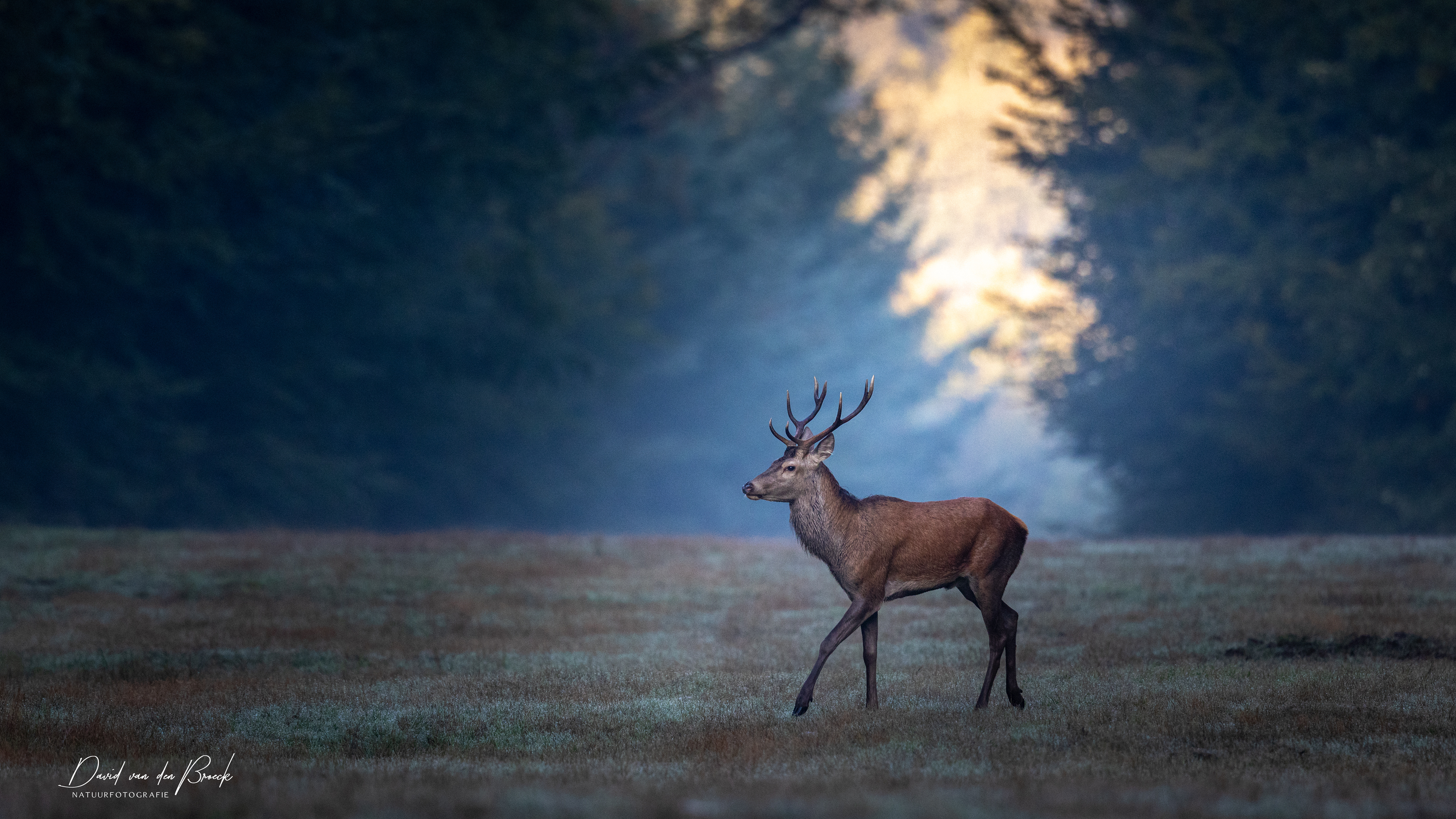 Edelhert, David Van den Broeck, Natuurfotograaf