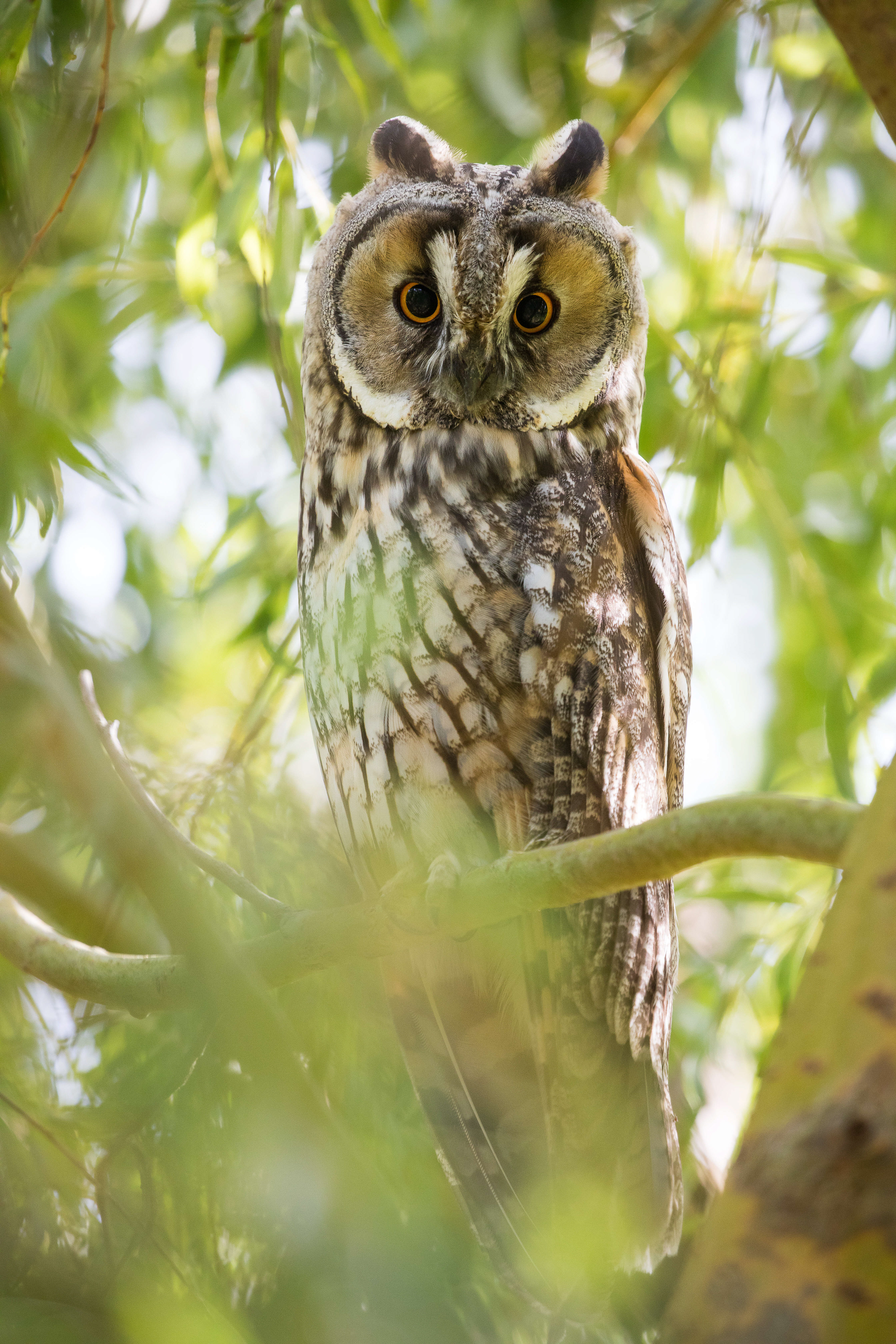 ransuil, long-eared owl, David Van den Broeck, natuurfotografie, Naturephotography, vogel