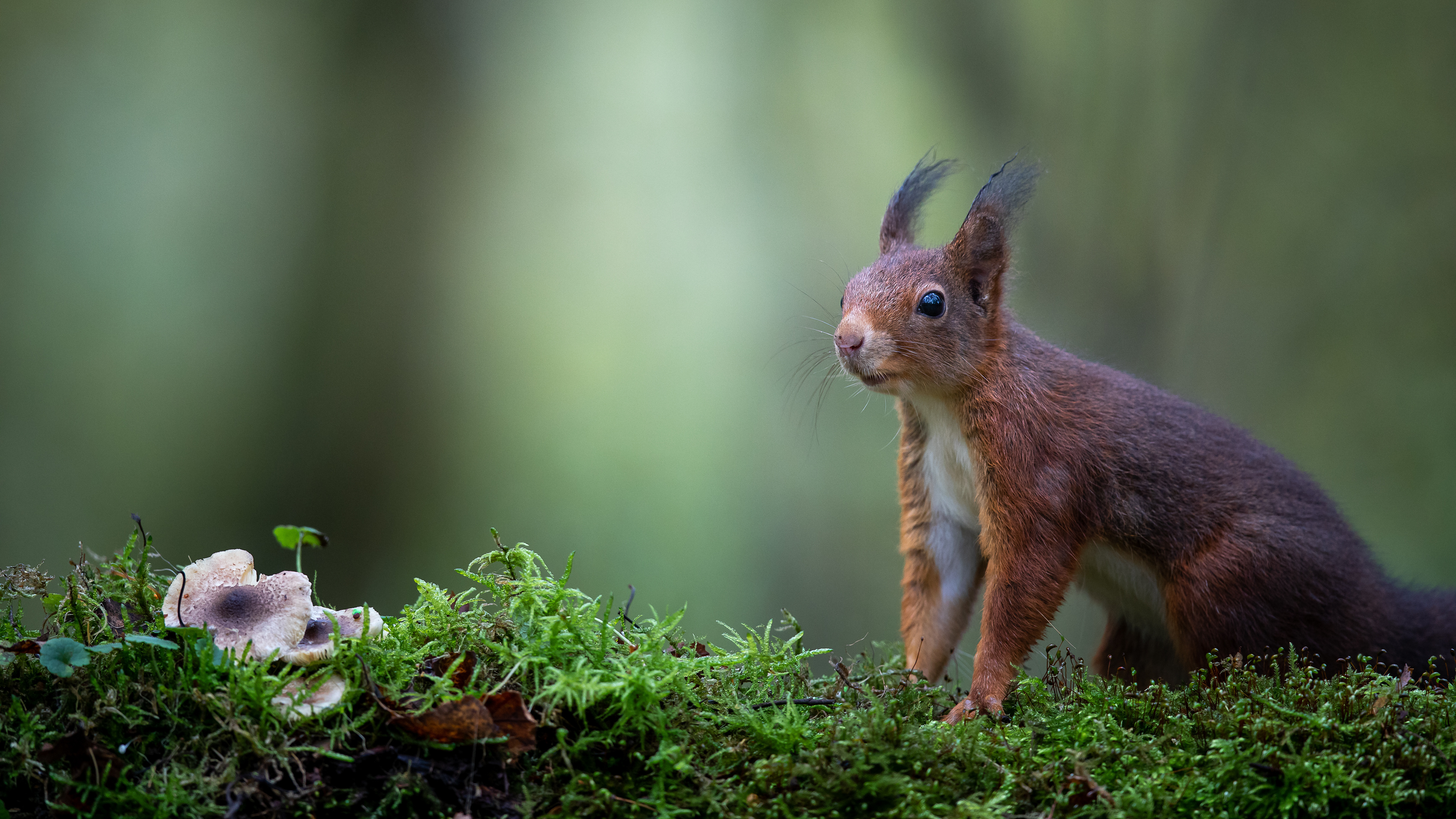 eekhoorn, red squirrel, David Van den Broeck, Natuurfotograaf