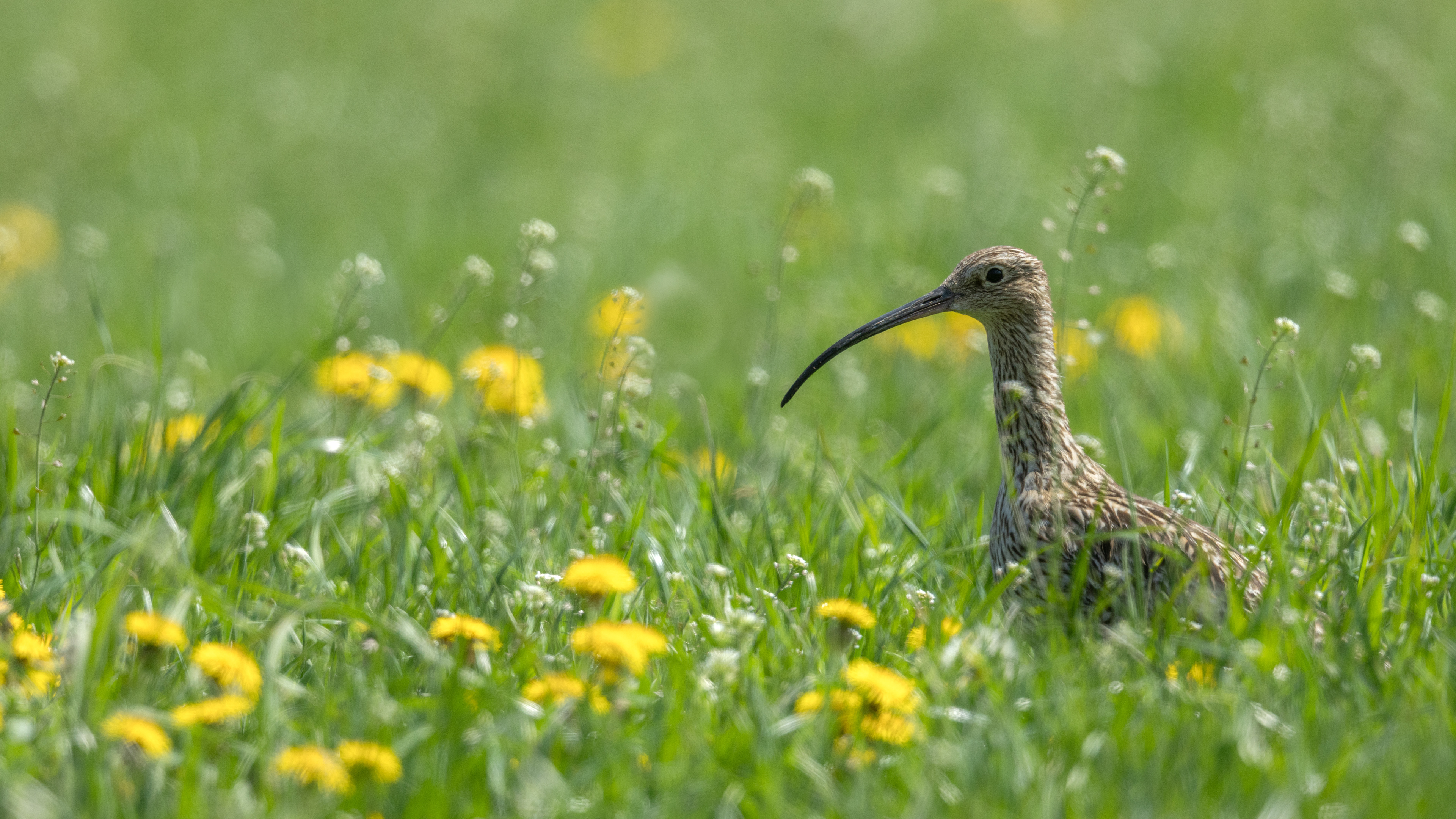 European curlew, wulp, David Van den Broeck, natuurfotografie, Naturephotography, vogel
