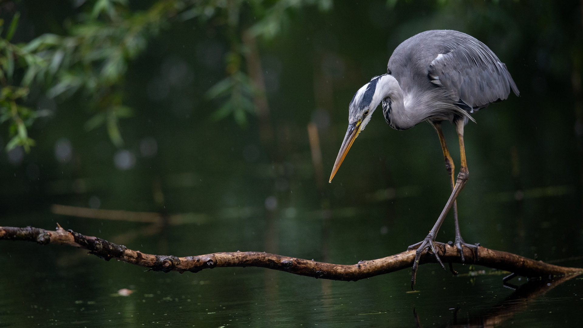 blauwe reiger, grey heron, David Van den Broeck, natuurfotografie, Naturephotography