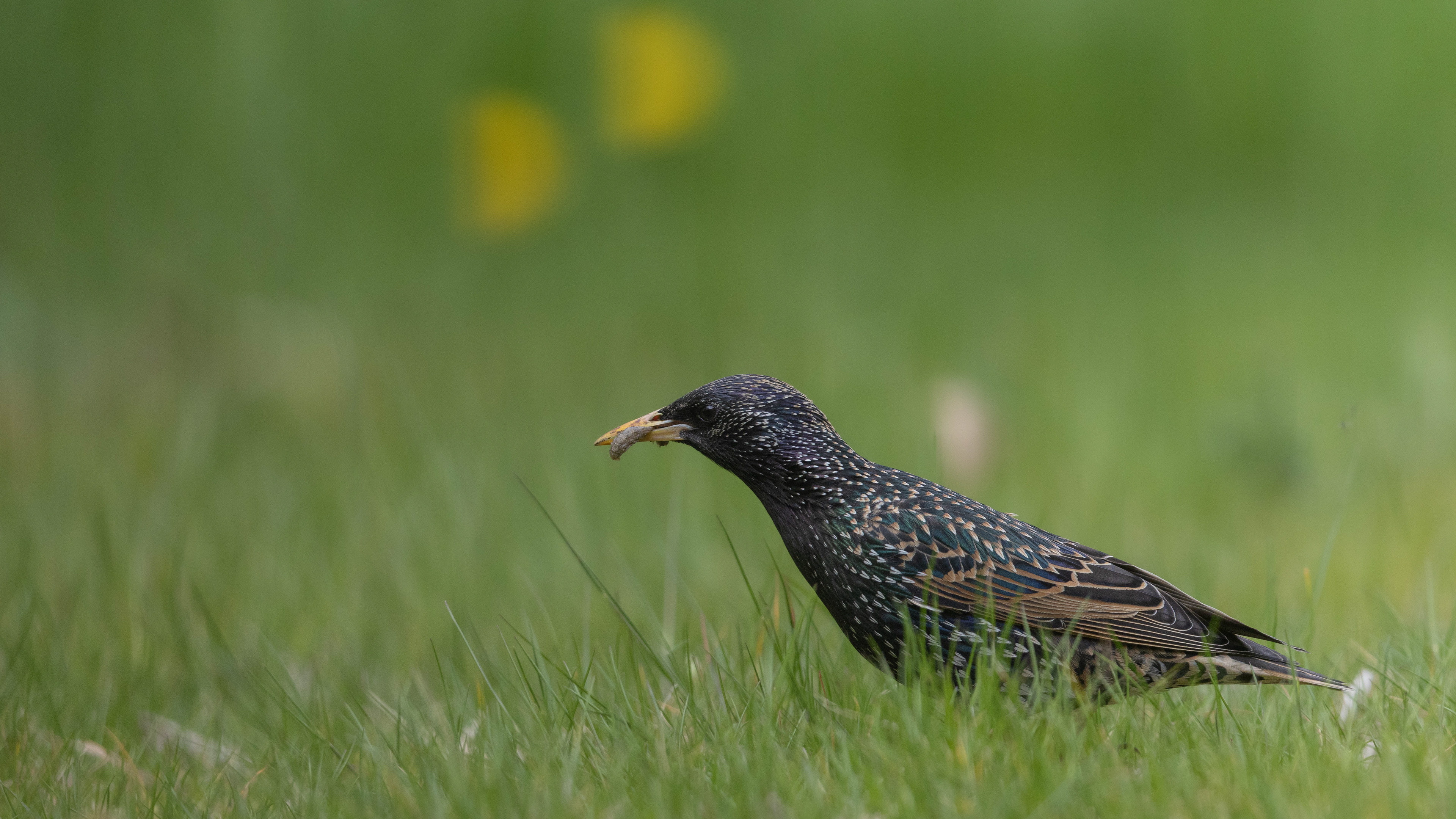 Starling with crane fly larvae, Spreeuw met emelt, David Van den Broeck, natuurfotografie, Naturephotography, vogel