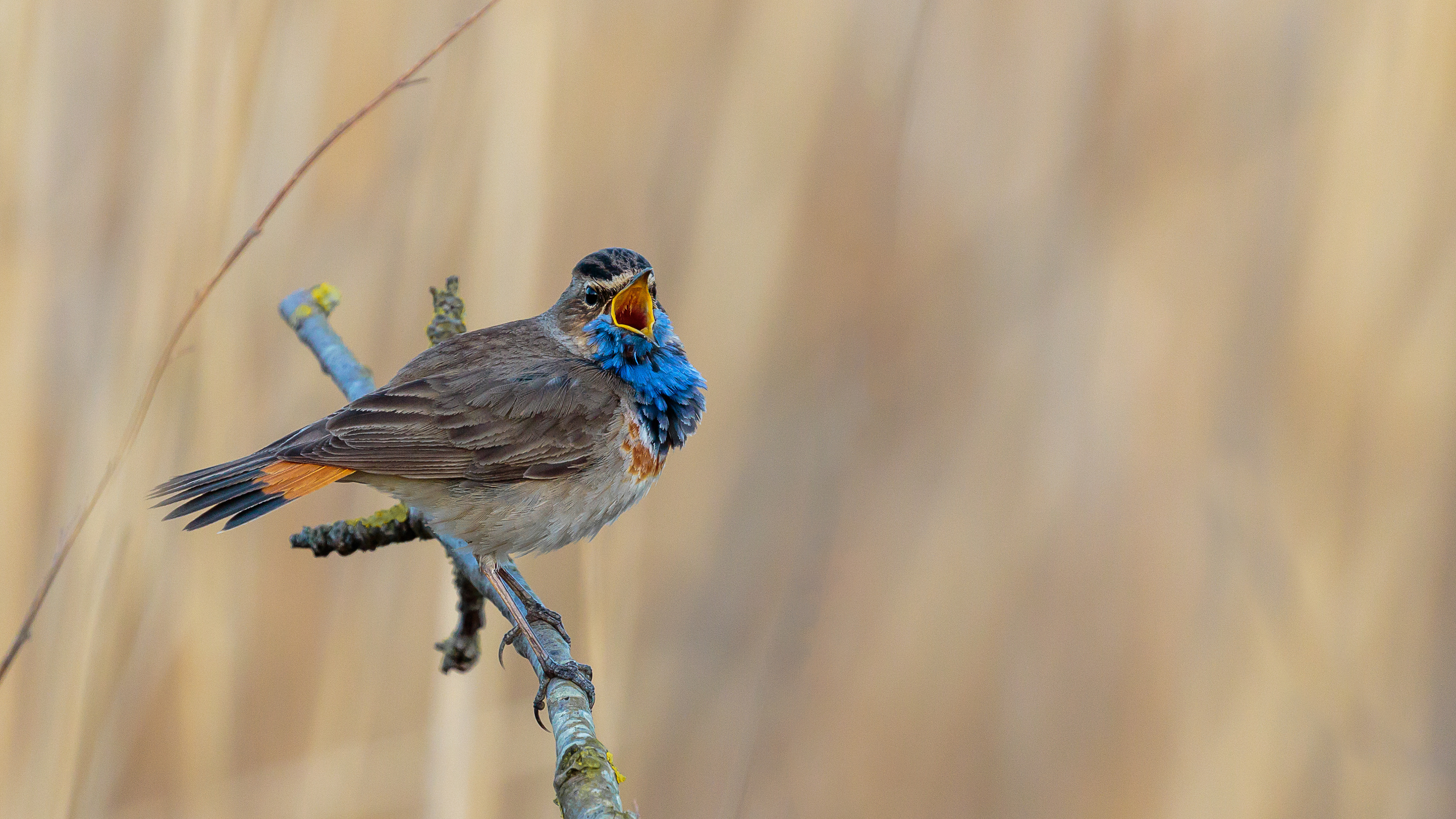 blauwborst, bluethroat, riet, David Van den Broeck, natuurfotografie, Naturephotography, vogel