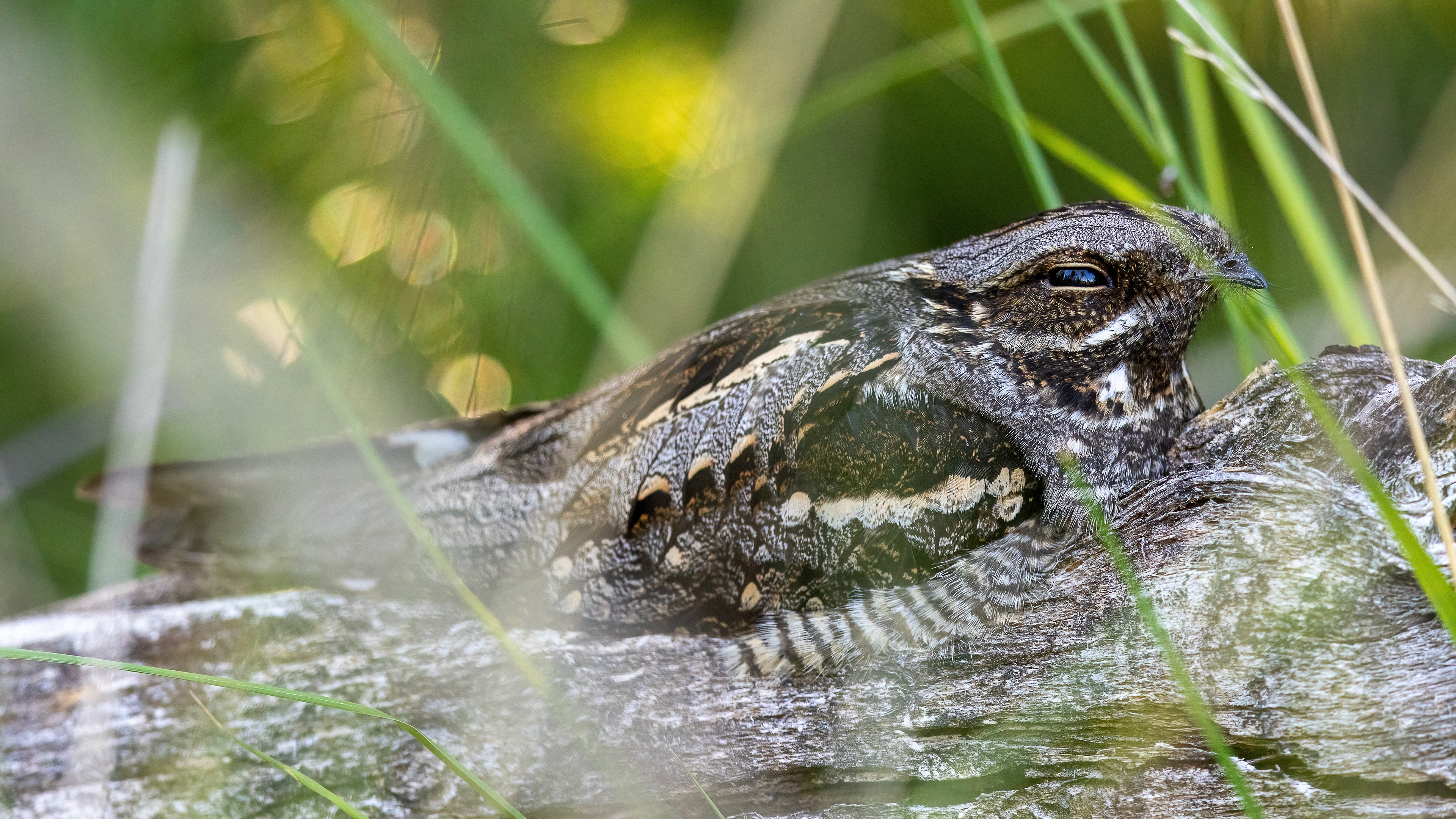 europese nachtzwaluw, european nightjar, David Van den Broeck, natuurfotografie, Naturephotography, vogel