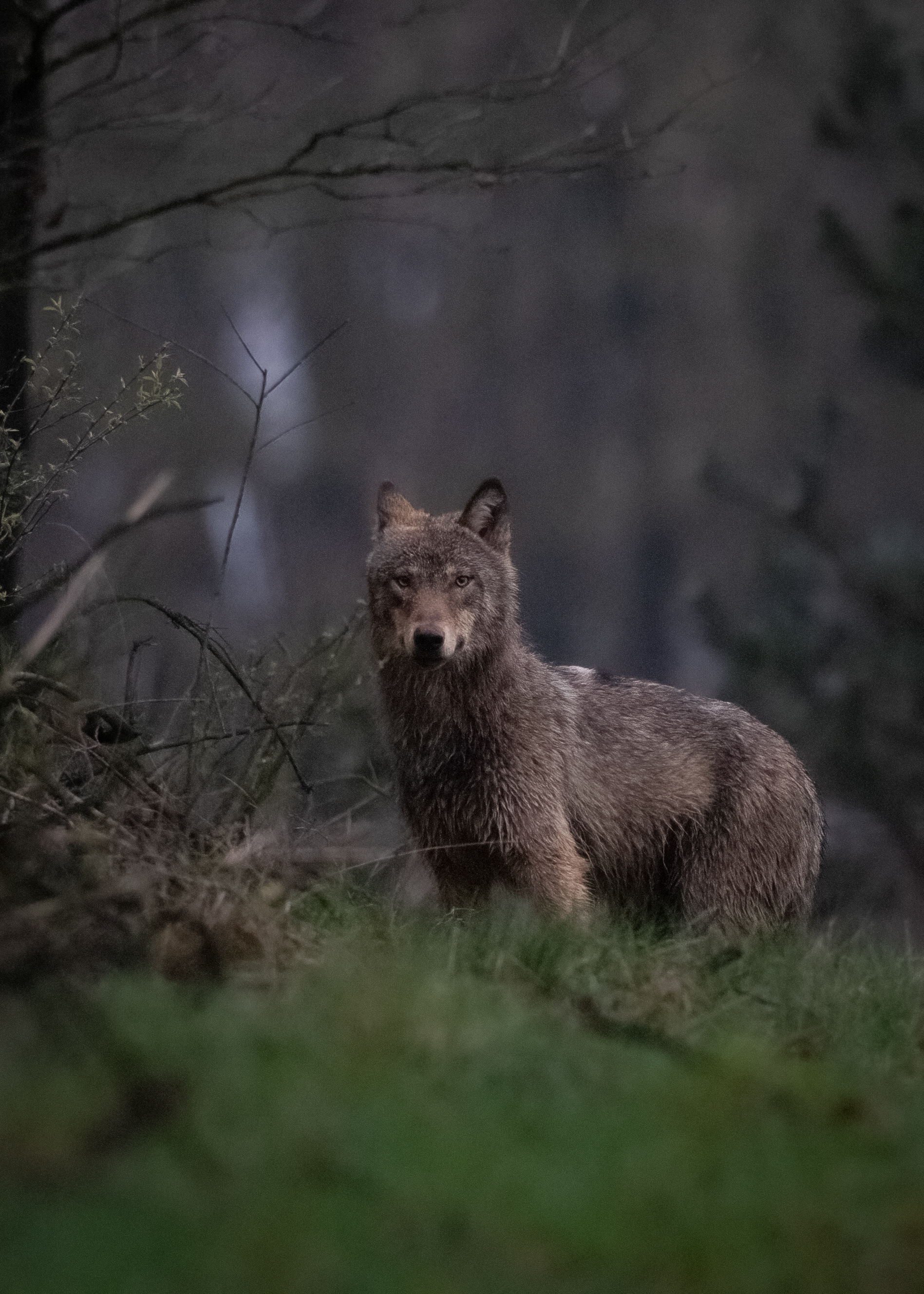 Belgische Wolf, David Van den Broeck, Natuurfotograaf