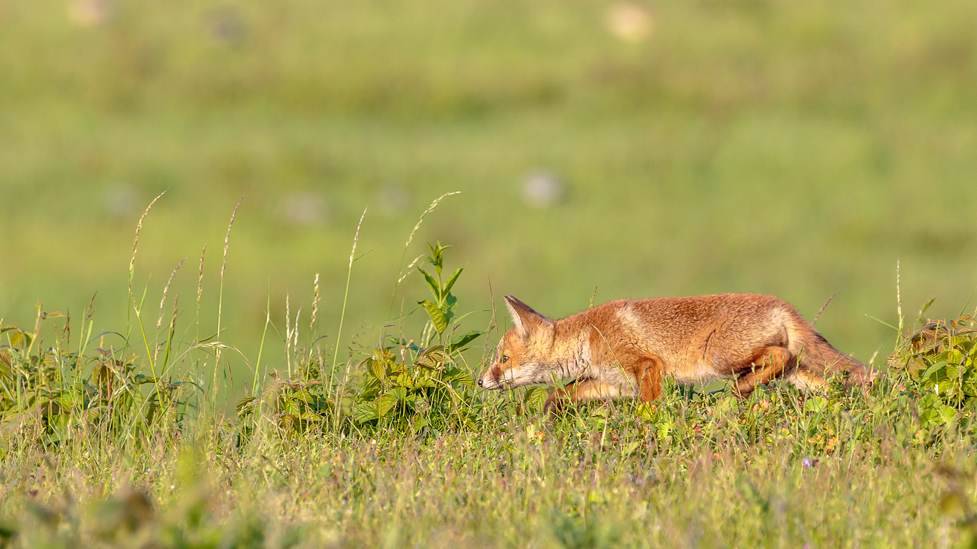 vos, red fox, David Van den Broeck, Natuurfotograaf