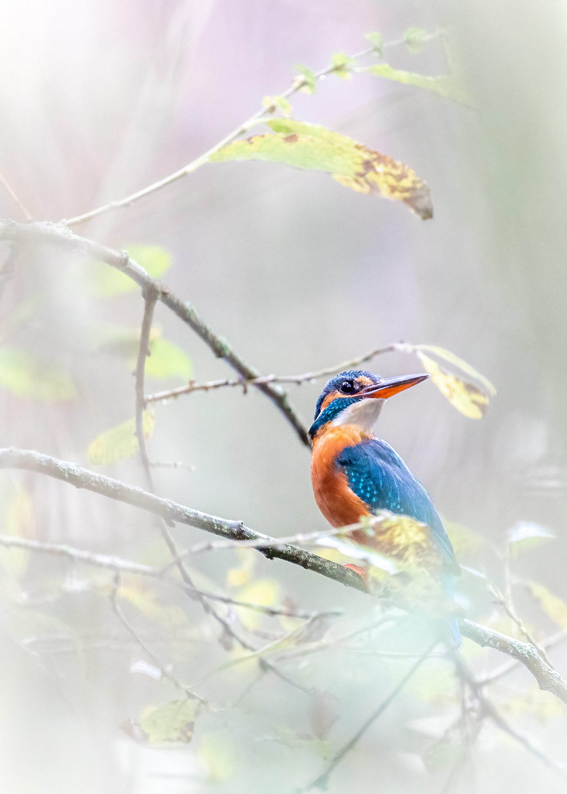 ijsvogel, kingfisher, David Van den Broeck, natuurfotografie, Naturephotography, vogel