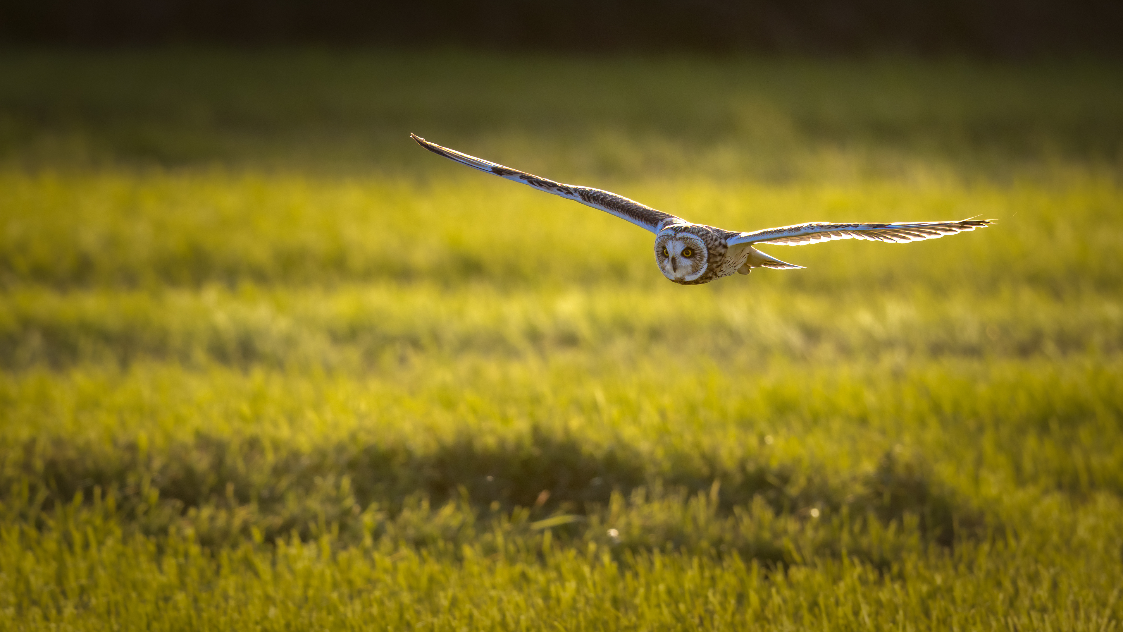 short-eared owl, velduil, David Van den Broeck, natuurfotografie, Naturephotography, vogel