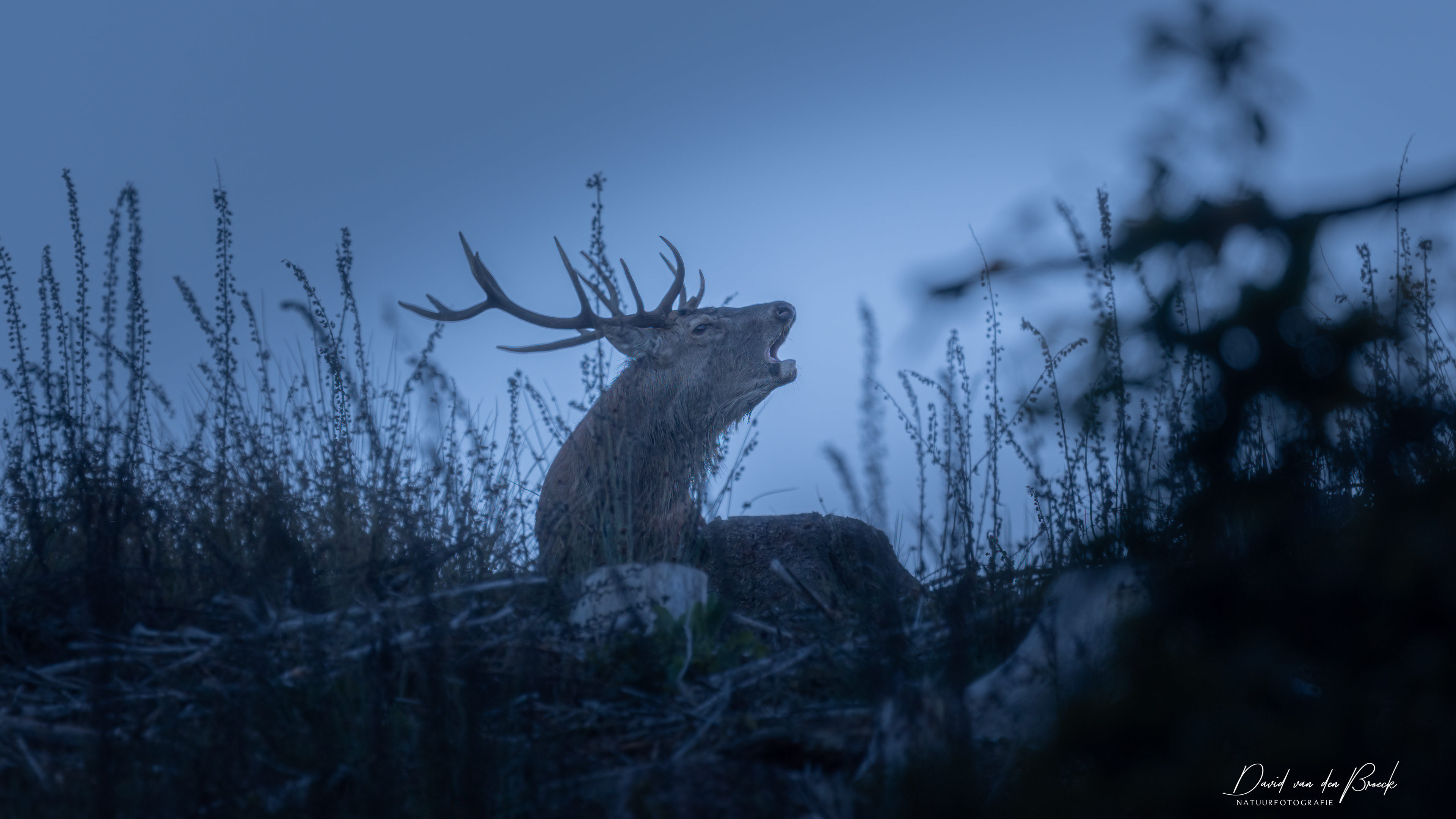 Edelhert, red deer stag, David Van den Broeck, Natuurfotograaf