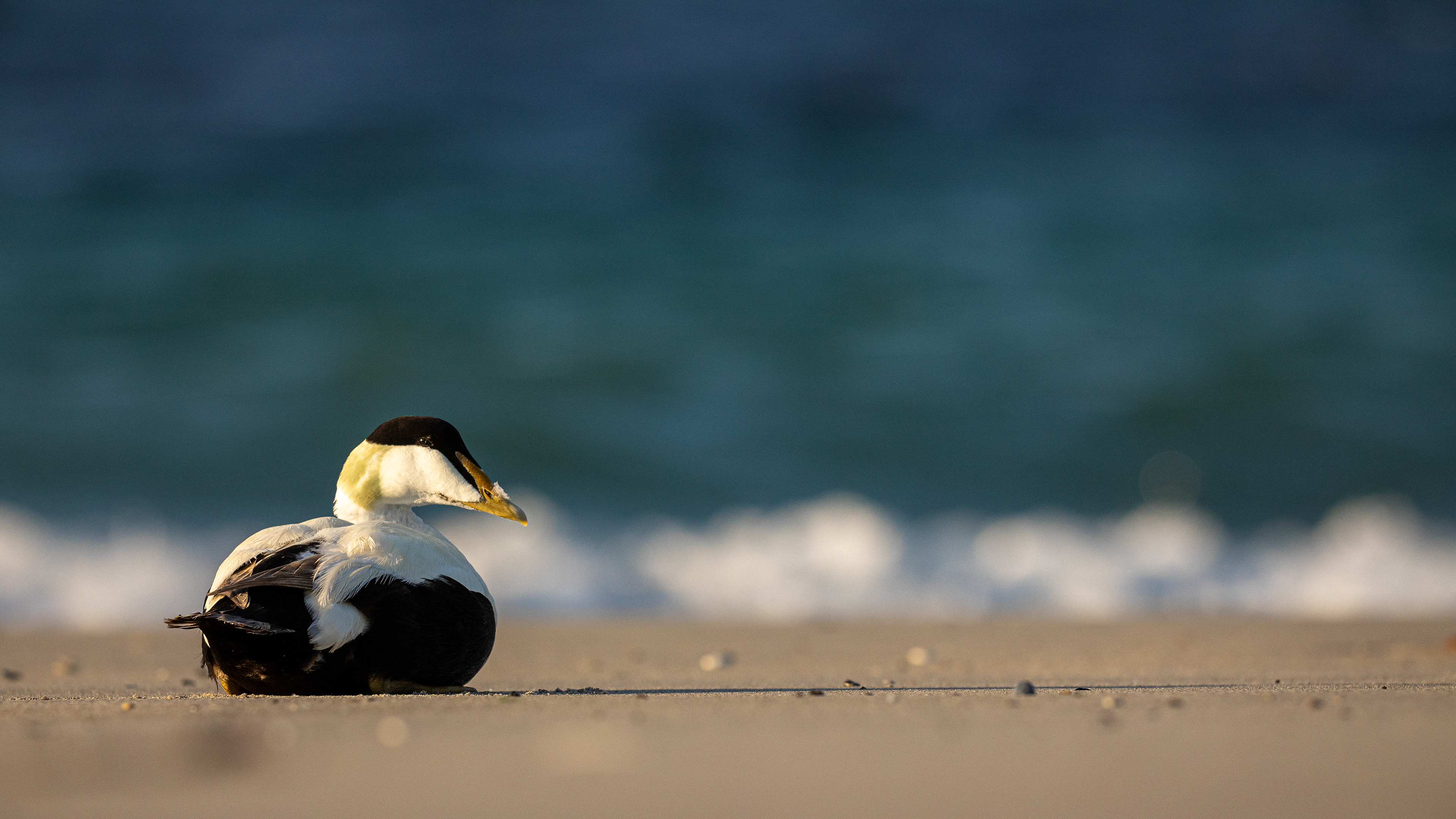 Eidereend, common eider, David Van den Broeck, Natuurfotograaf