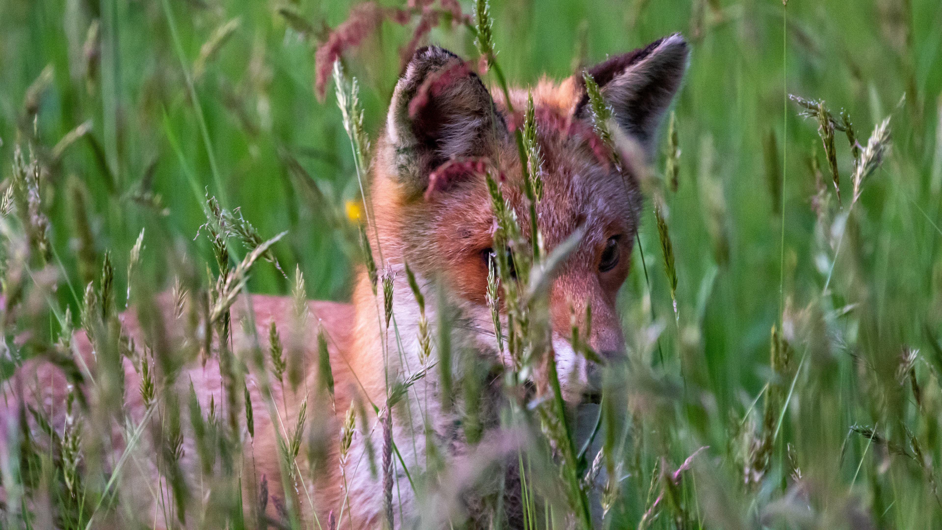 vos, red fox, David Van den Broeck, Natuurfotograaf