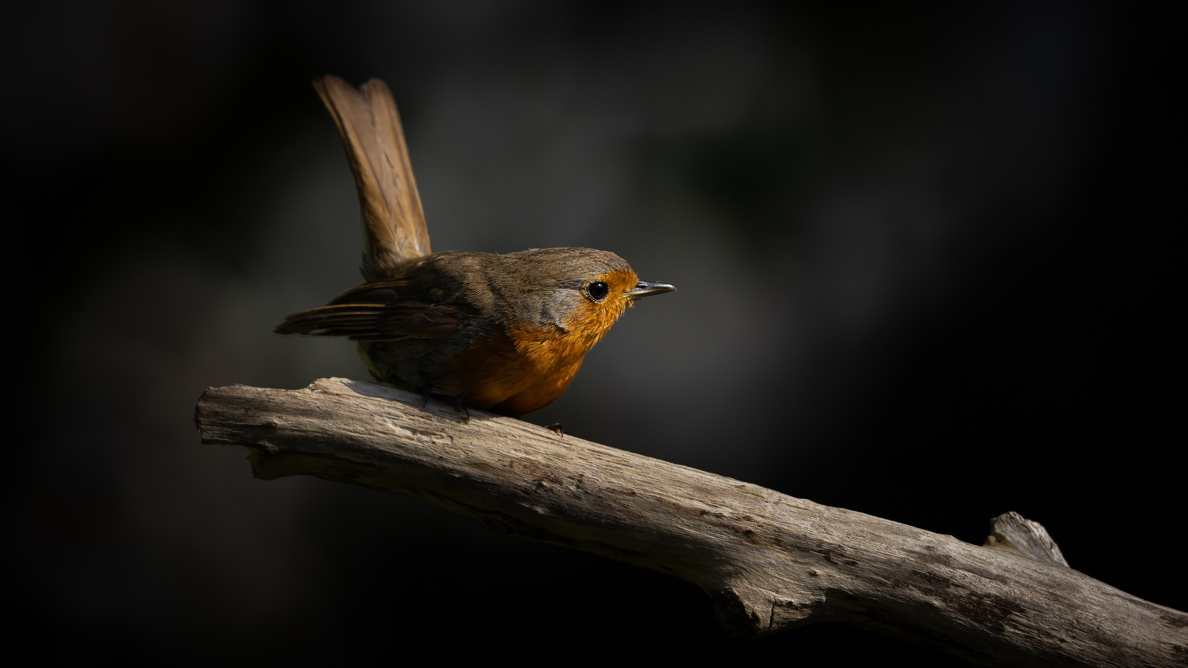 roodborst, robin, David Van den Broeck, natuurfotografie, Naturephotography