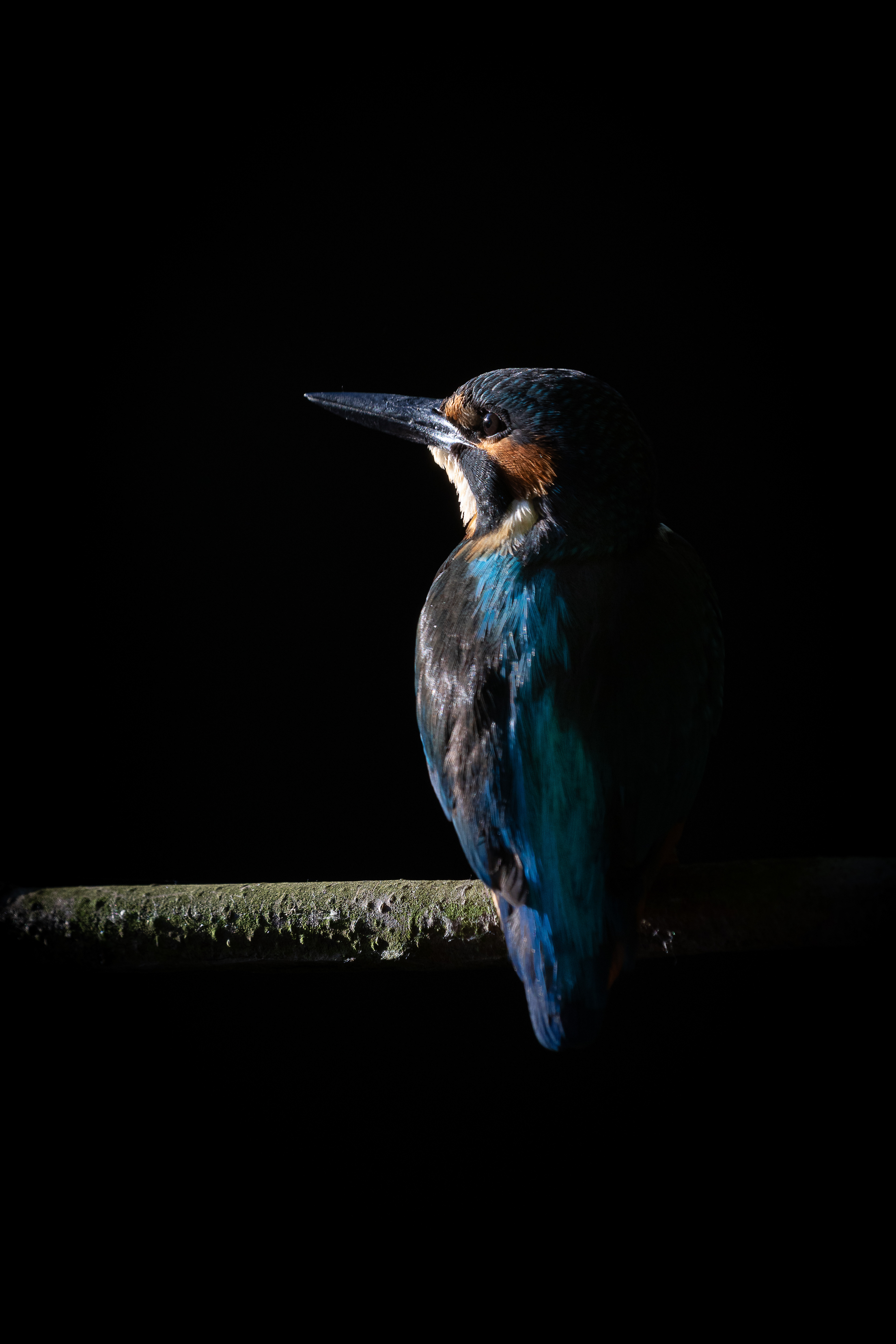 ijsvogel, Kingfisher, David Van den Broeck, natuurfotografie, Naturephotography, vogel