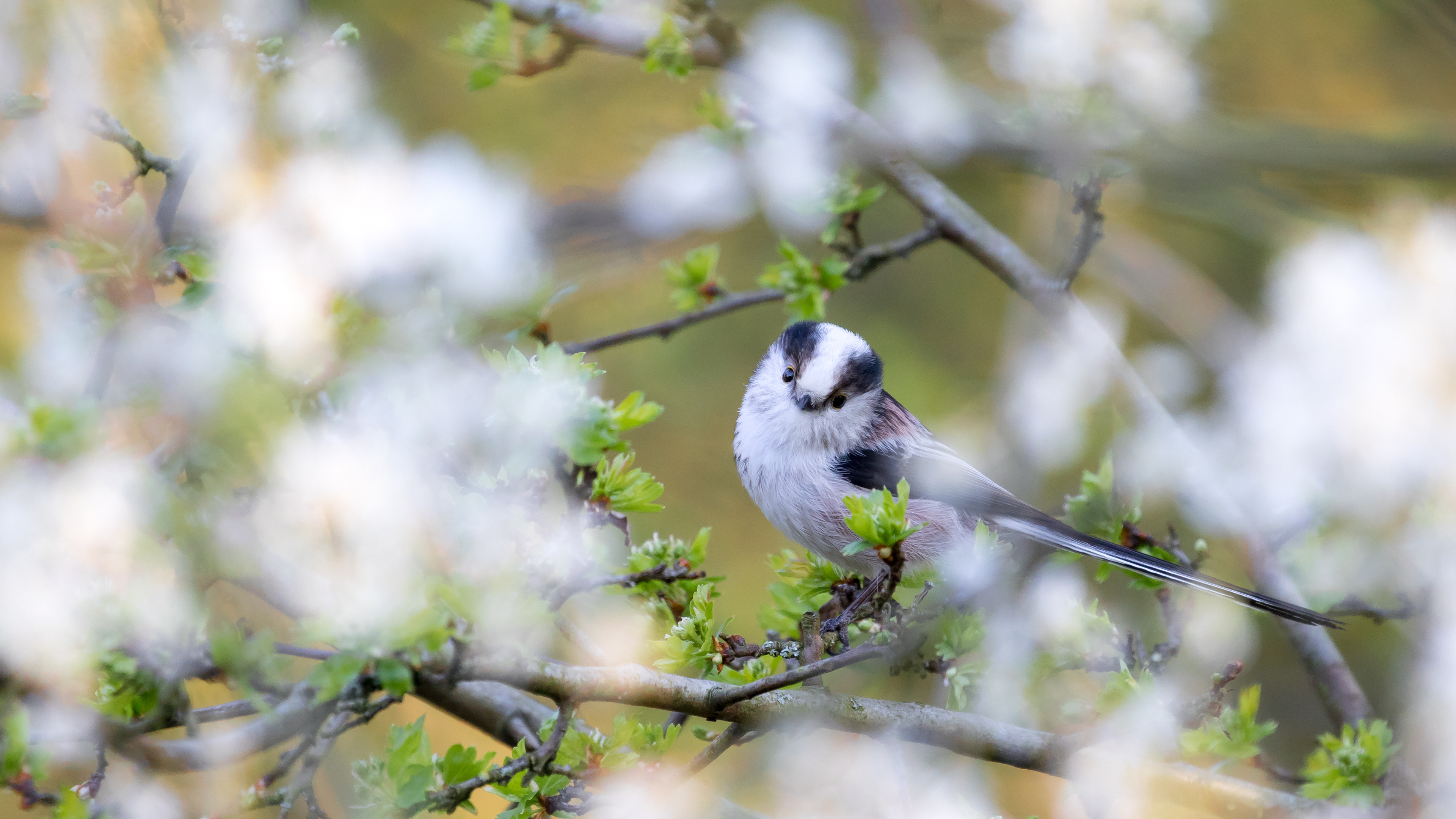 staartmees, long-tailed tit, David Van den Broeck, natuurfotografie, Naturephotography, vogel