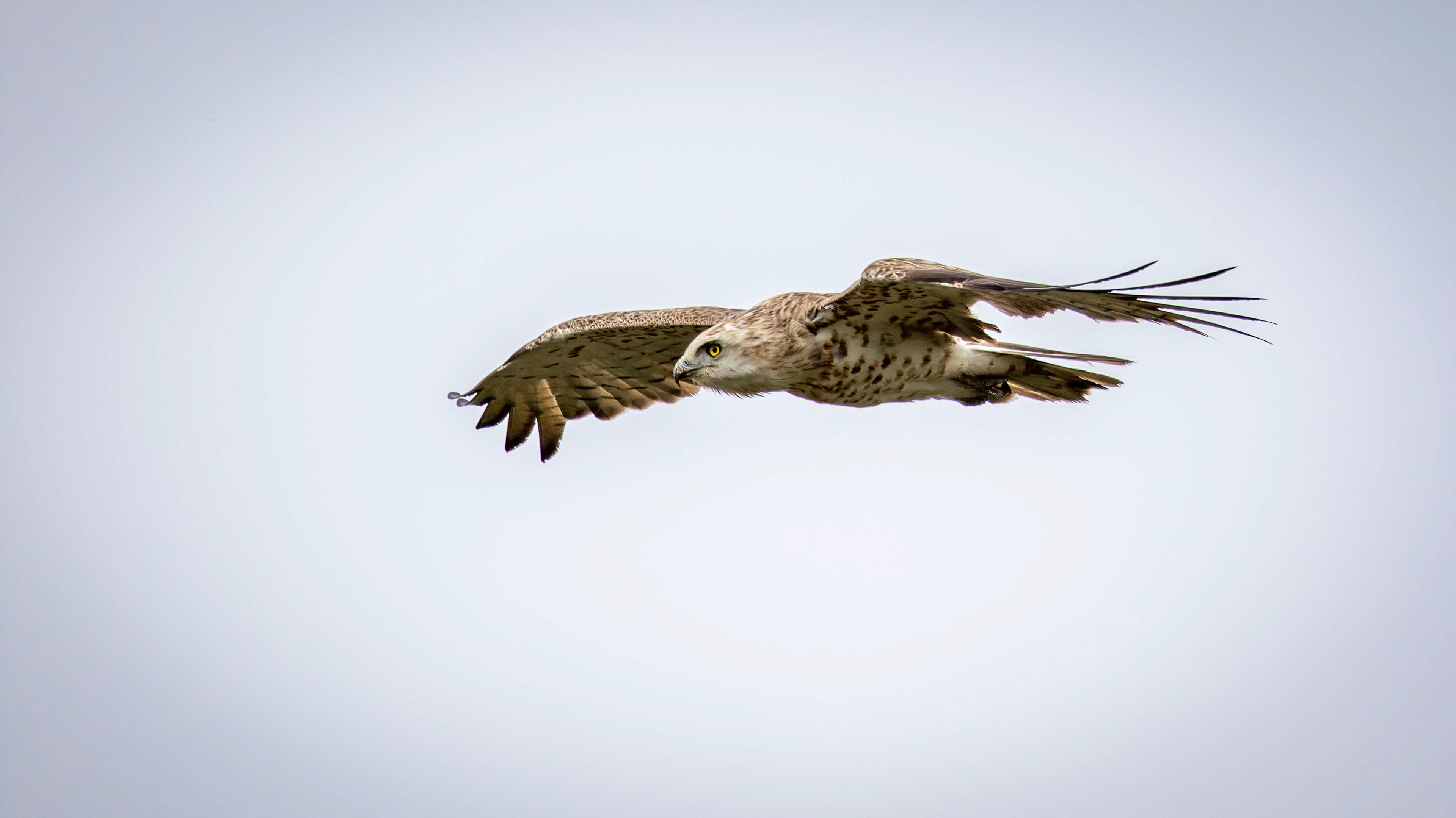 slangenarend, short-toed eagle, David Van den Broeck, natuurfotografie, Naturephotography, vogel