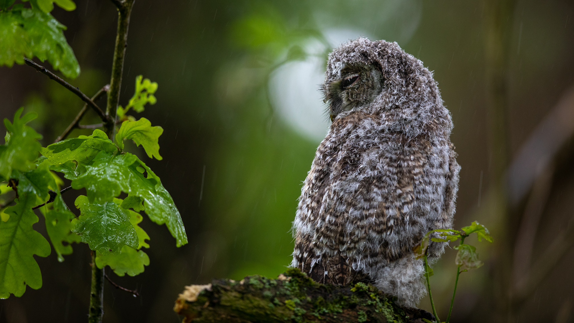 juveniele ransuil, tawny owl 500mm - iso1600 - f4.0 - 1/200s 15€