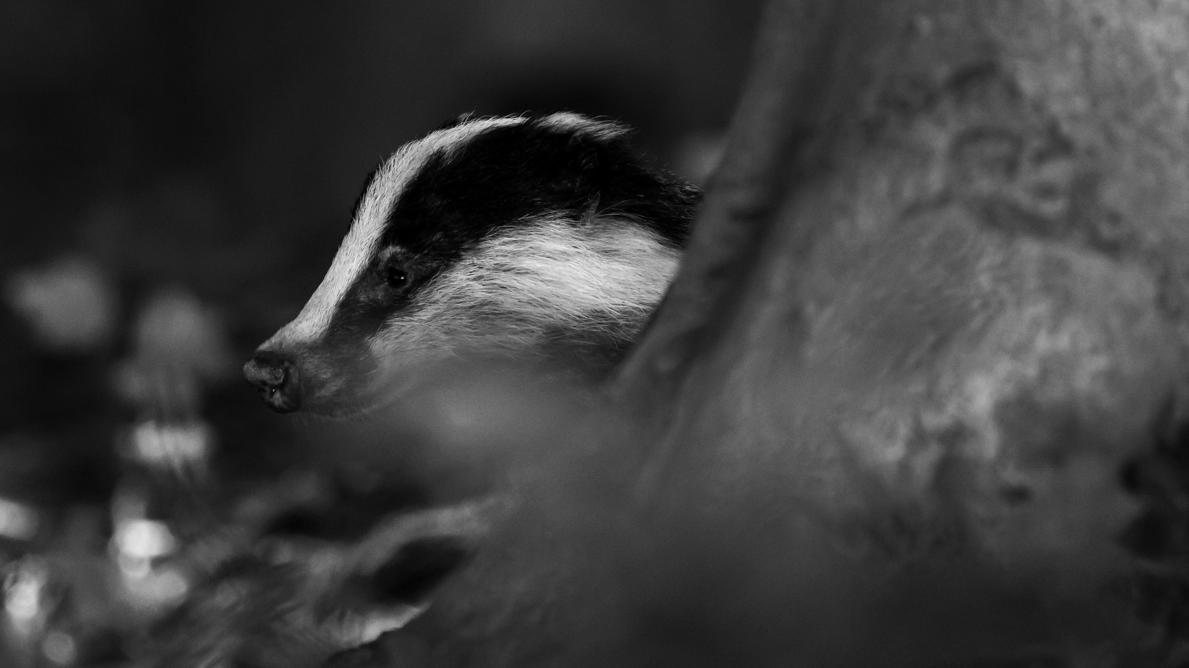 DAS, BADGER 330mm - iso5000 - f5.6 - 1/250s , David Van den Broeck