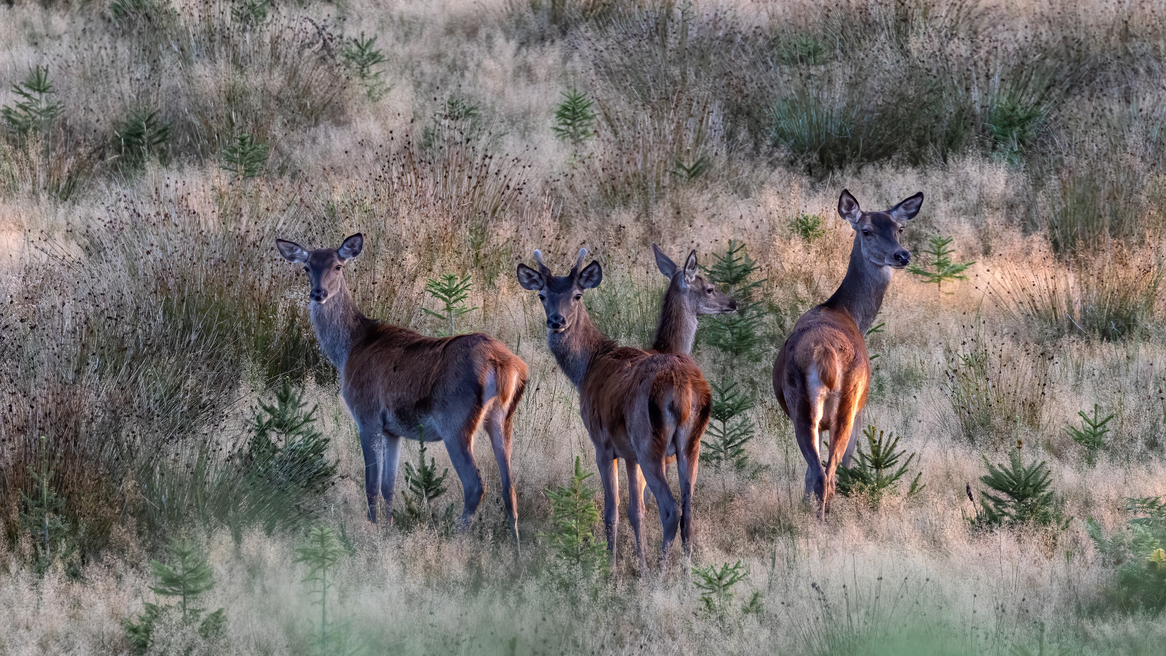 edelhert, red deer, David Van den Broeck, Natuurfotograaf