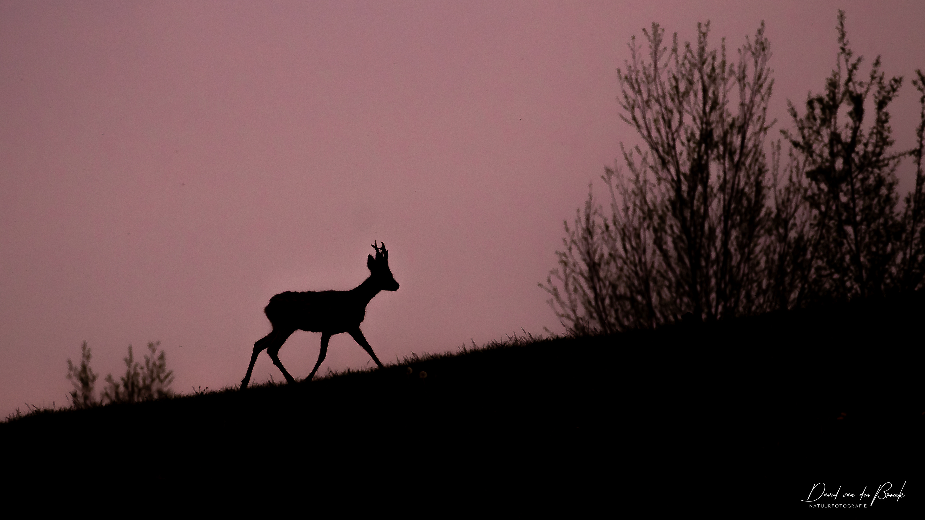 ree, reebok, Roebuck, David Van den Broeck, Natuurfotograaf
