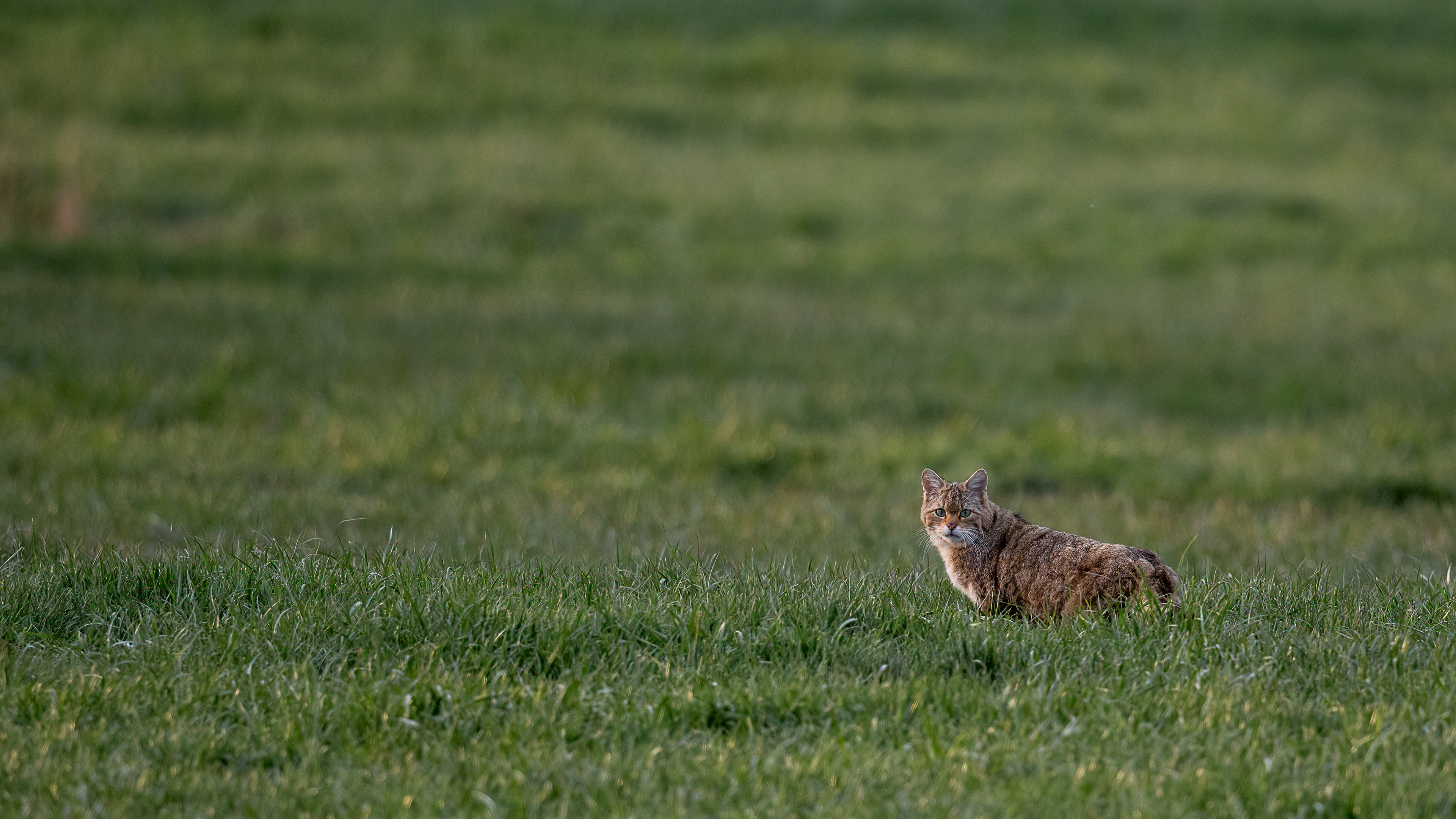 wilde kat, European wildcat, David Van den Broeck, Natuurfotograaf