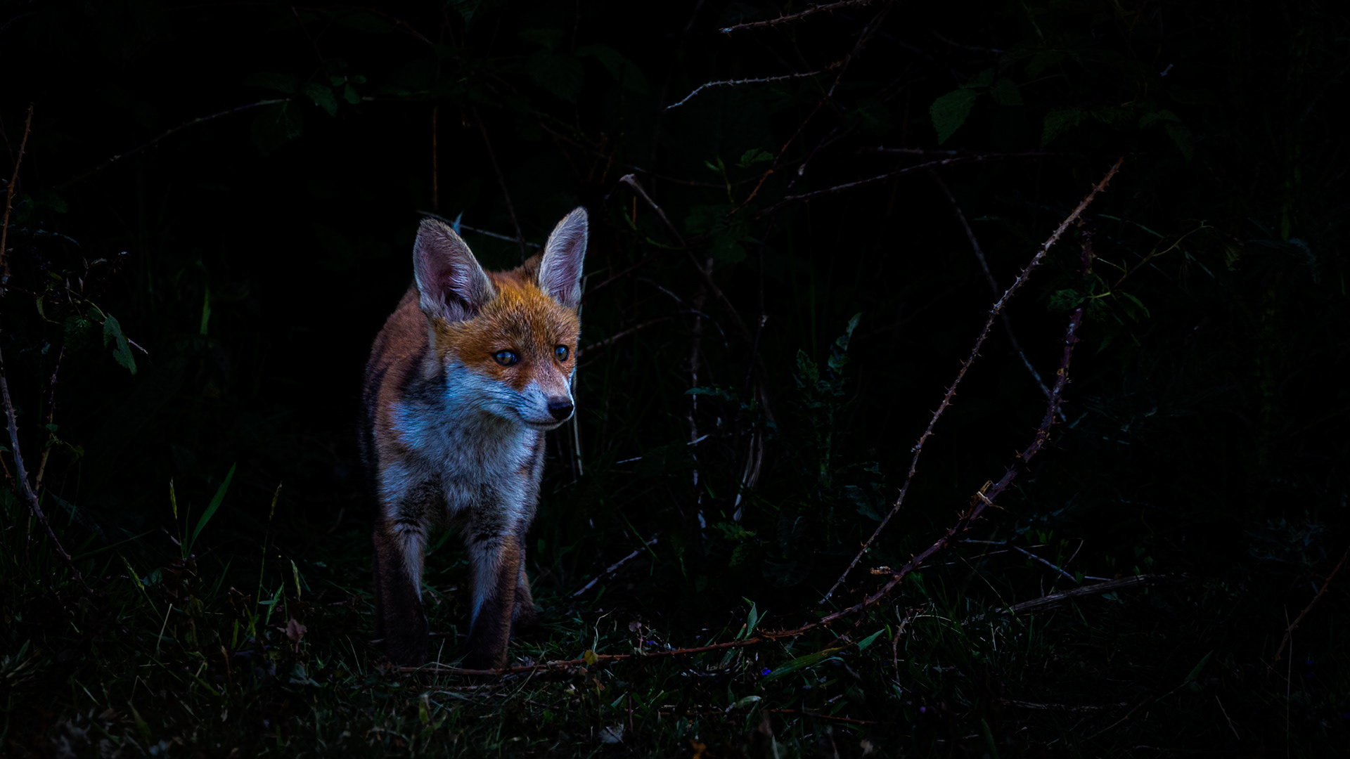 vos, red fox, David Van den Broeck, Natuurfotograaf