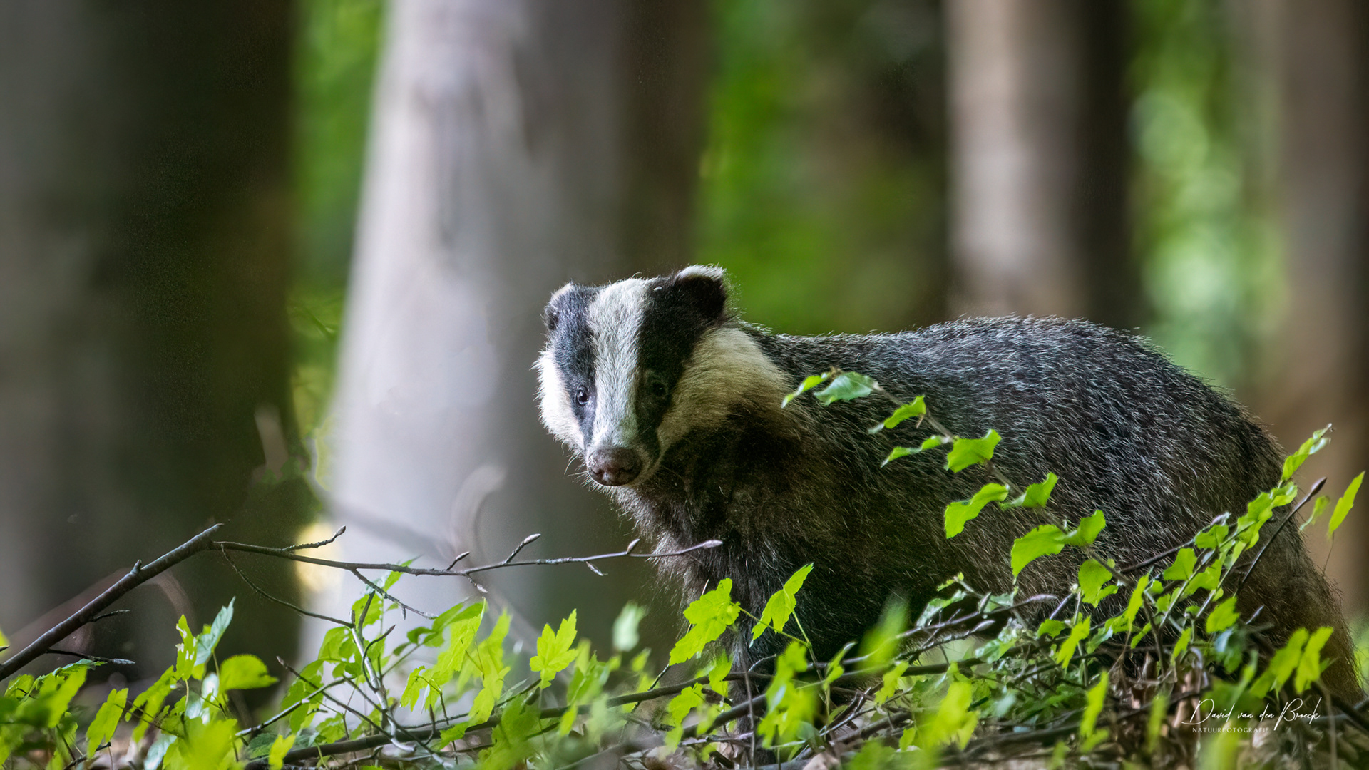 das, BADGER, David Van den Broeck, Natuurfotograaf