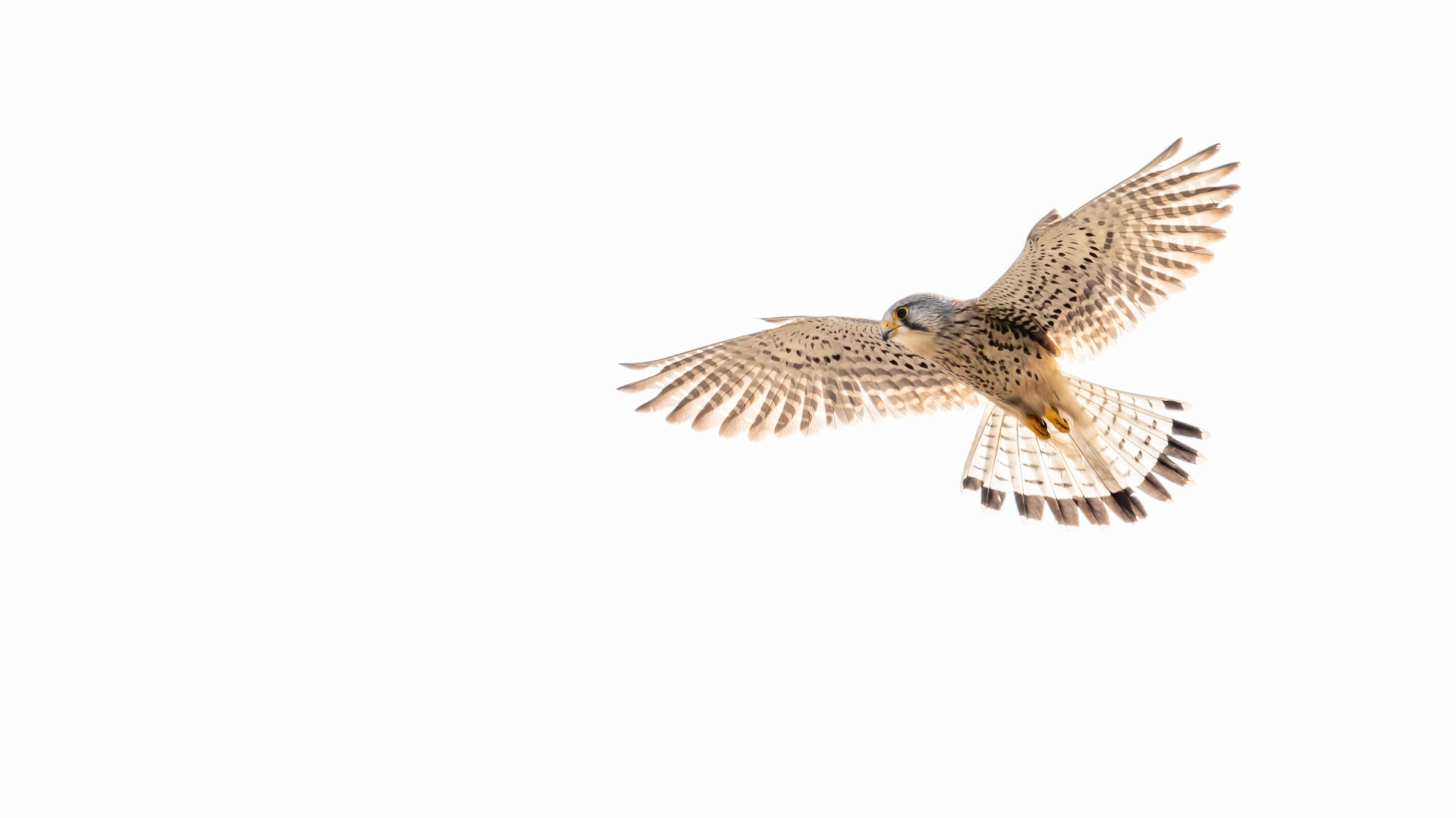 torenvalk, common kestrel, falcon, valk, David Van den Broeck, natuurfotografie, Naturephotography, vogel