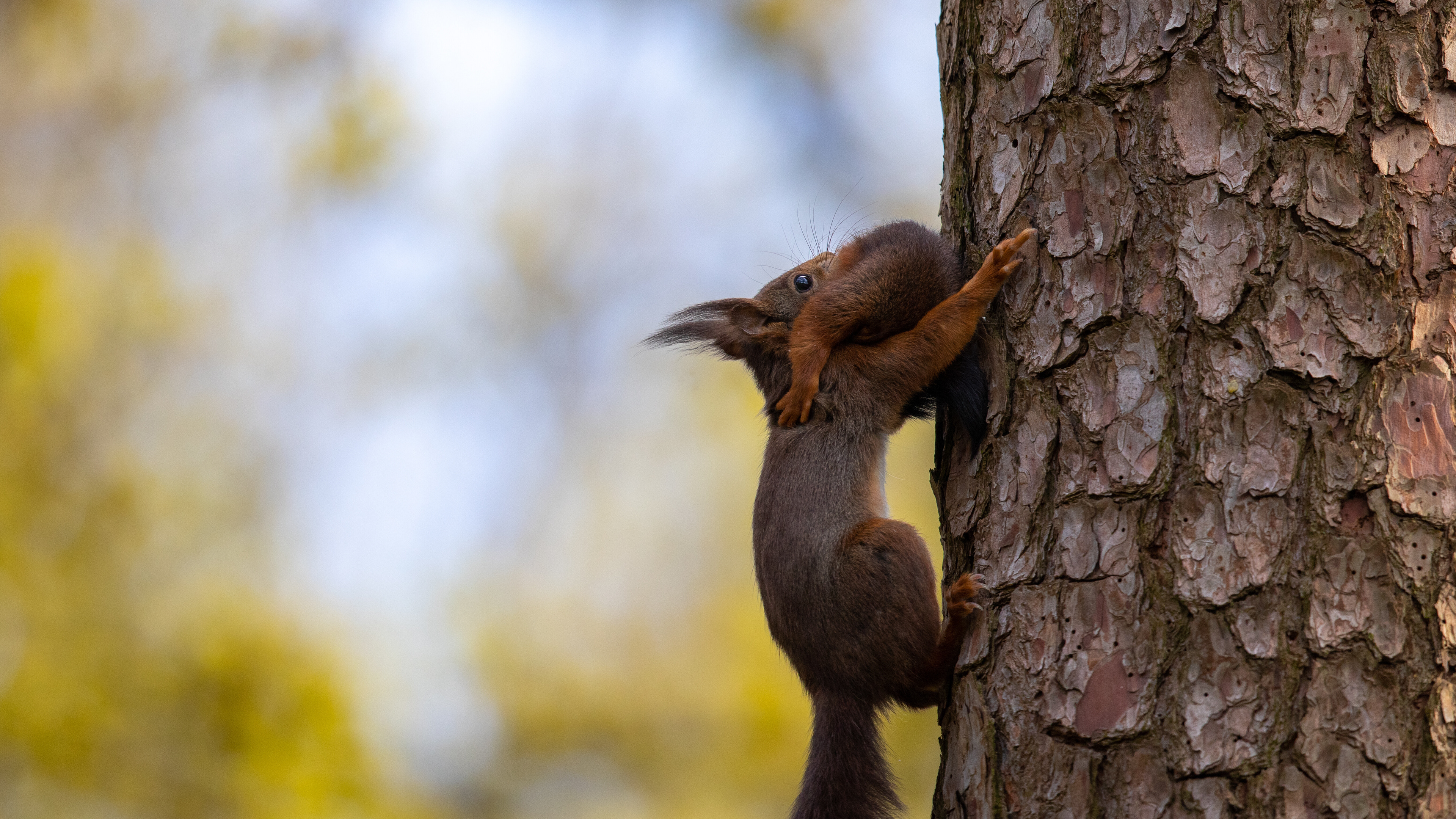 rode eekhoorn, David Van den Broeck, Natuurfotograaf