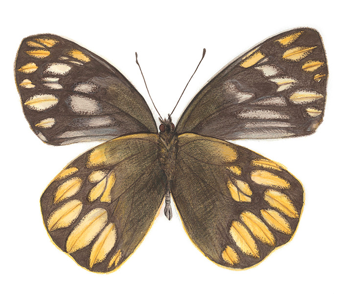 Aquarell/Aquarellstift