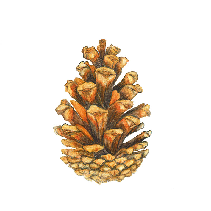 Aquarell/Aquarellstift