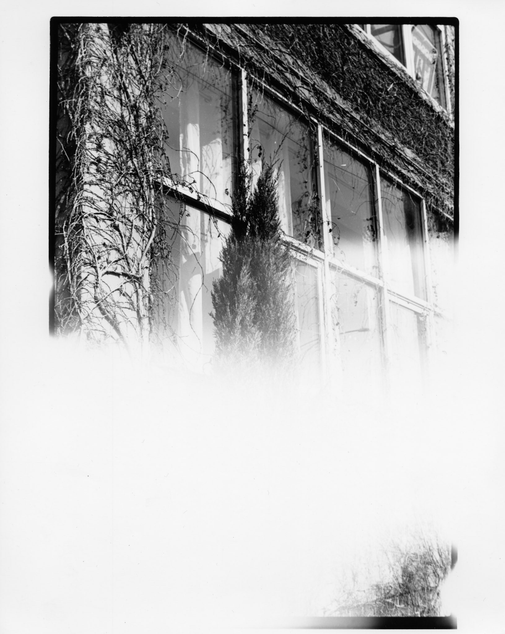 overgrown, 8x10 - May 2025