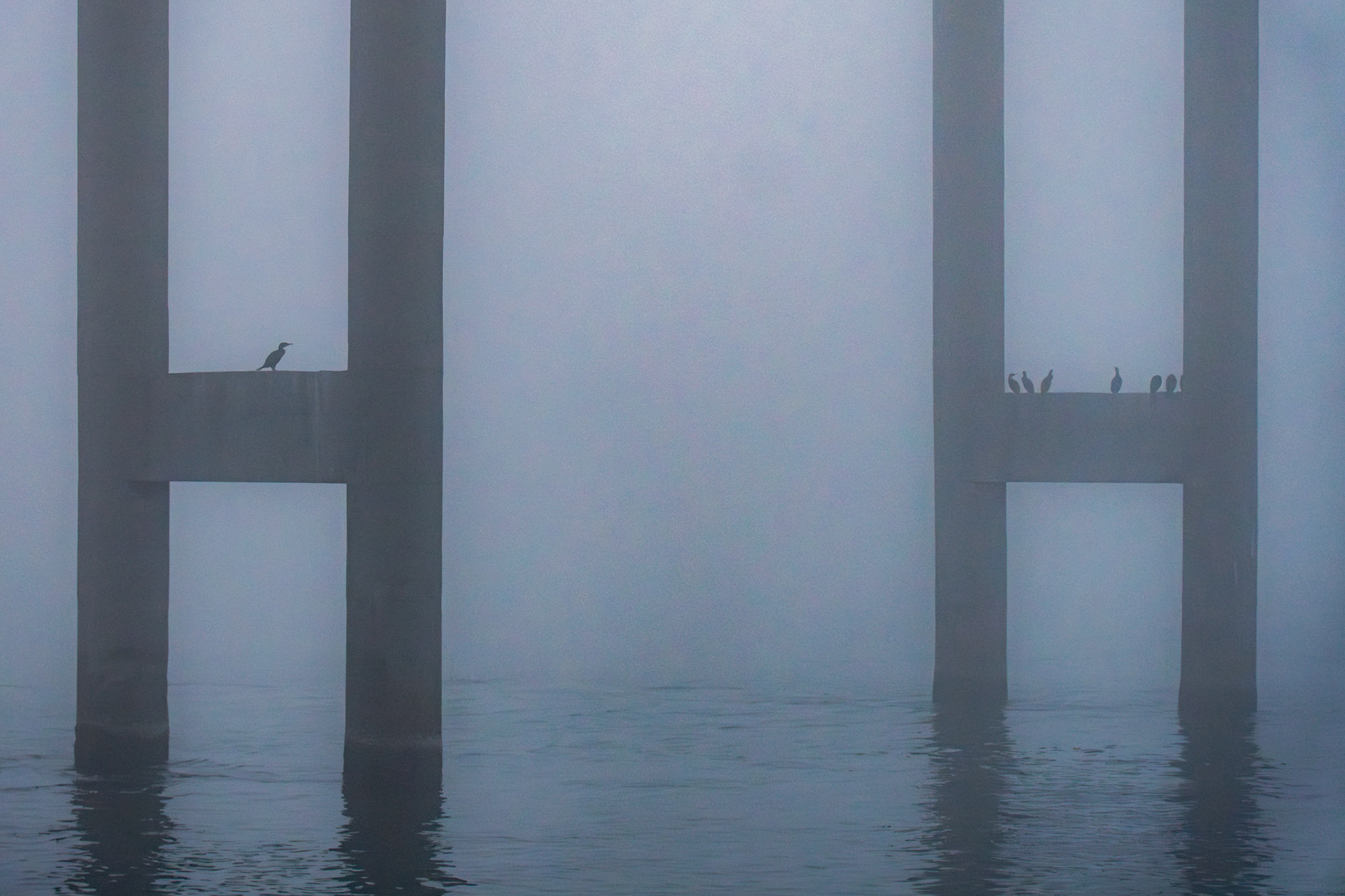 Hooded crows in the fog.