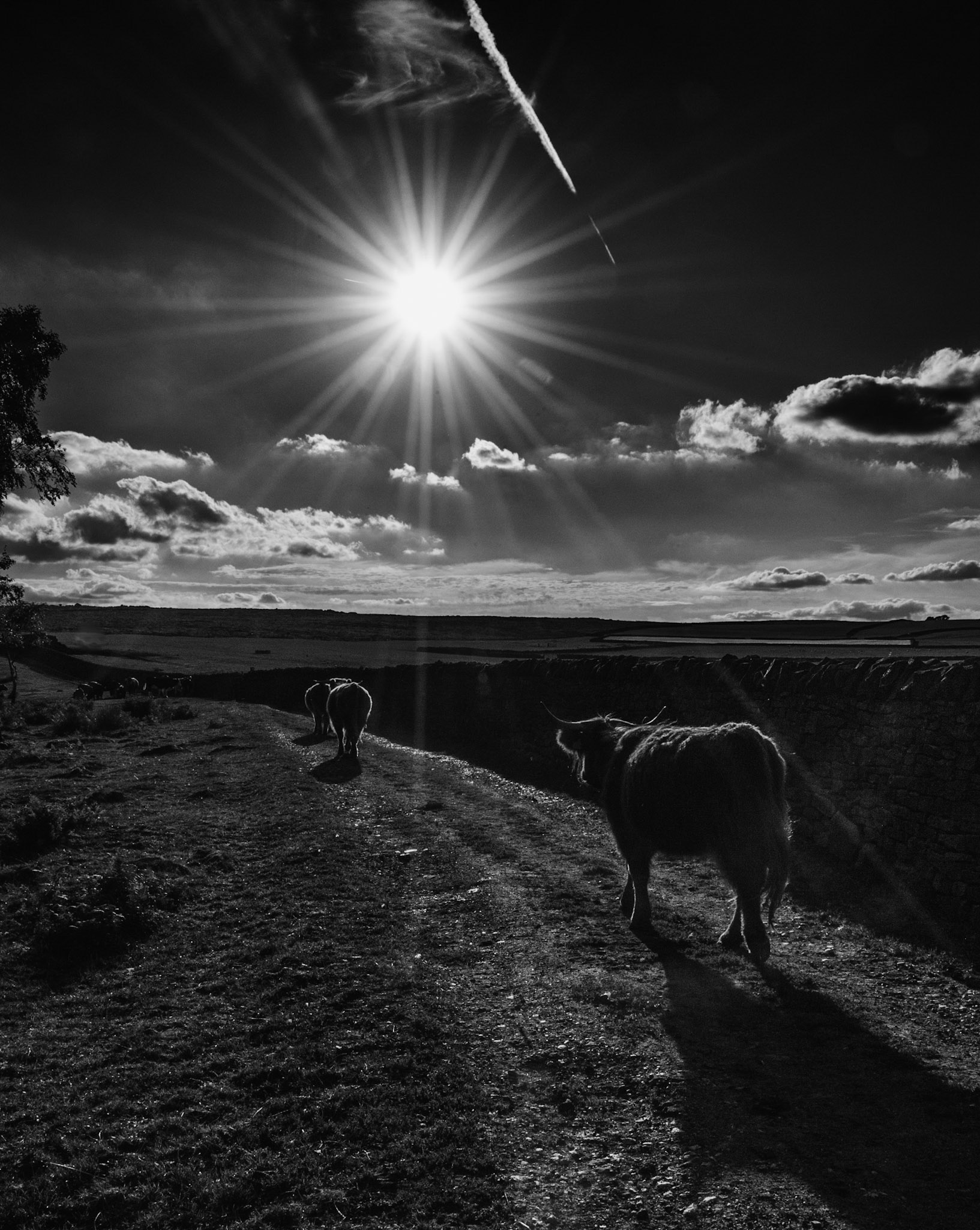 © David Boardman