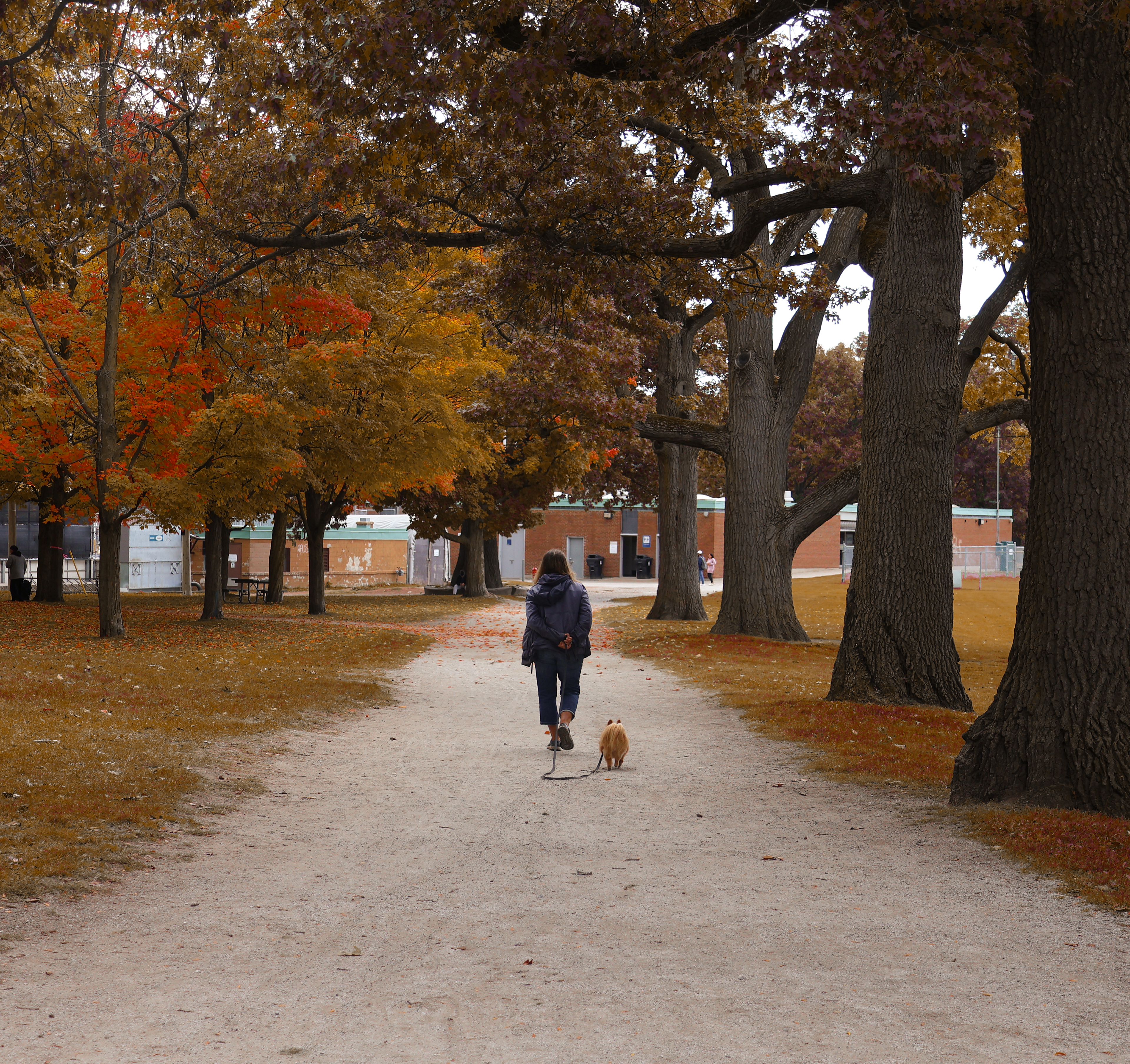 A serene autumn walk through a park in Toronto, with golden leaves and cozy fall colors.