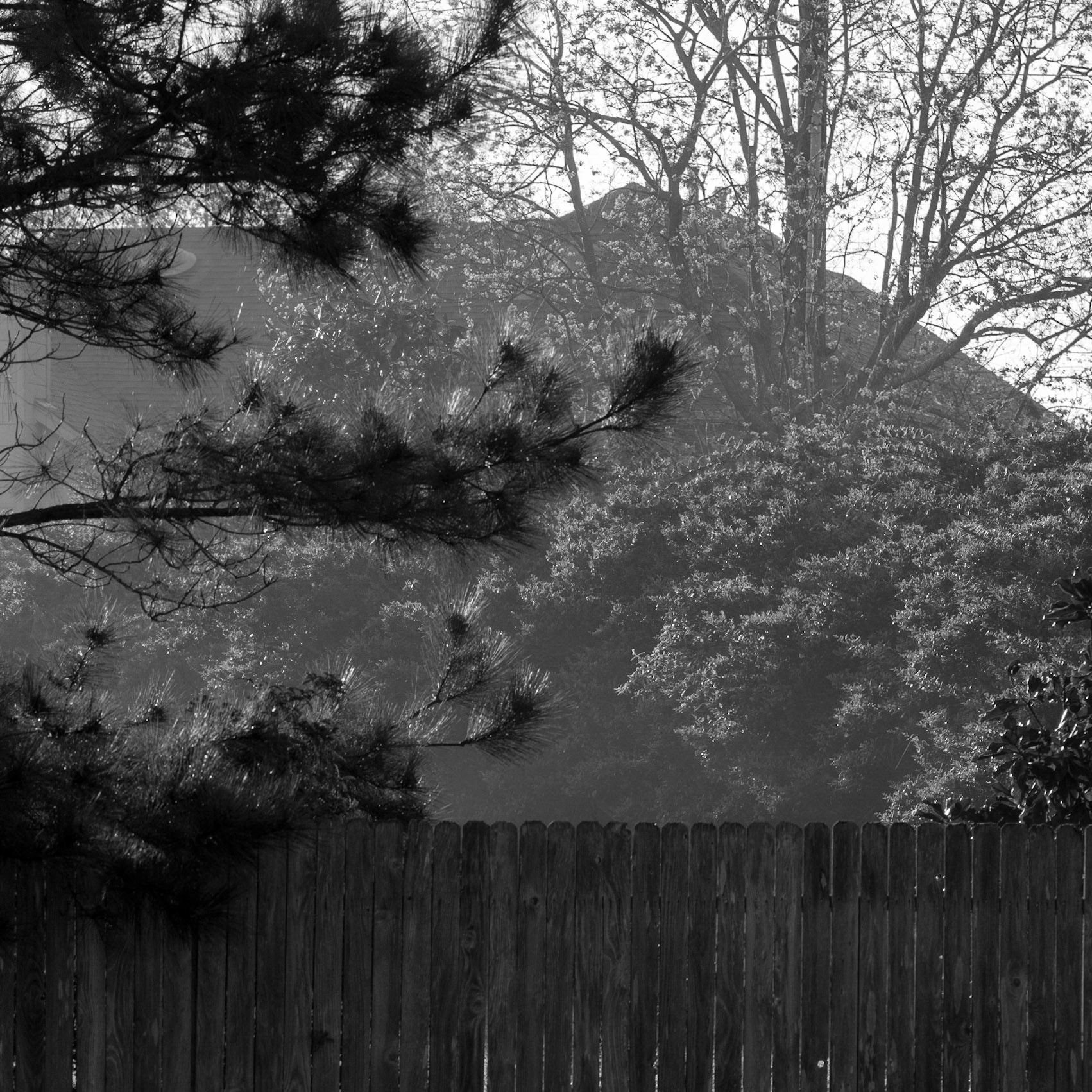 Foggy Backyard
