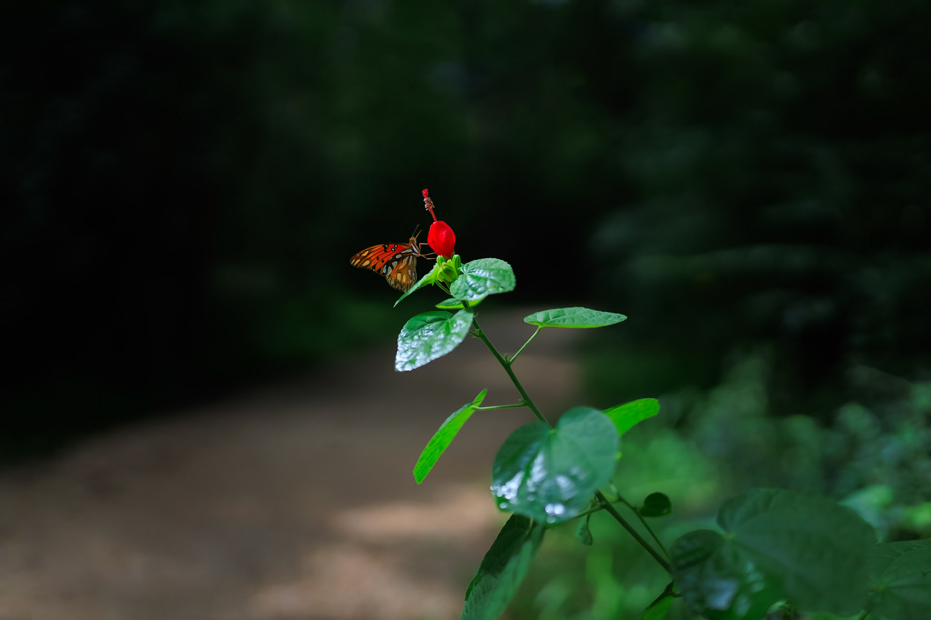 Red flower visited by butterfly