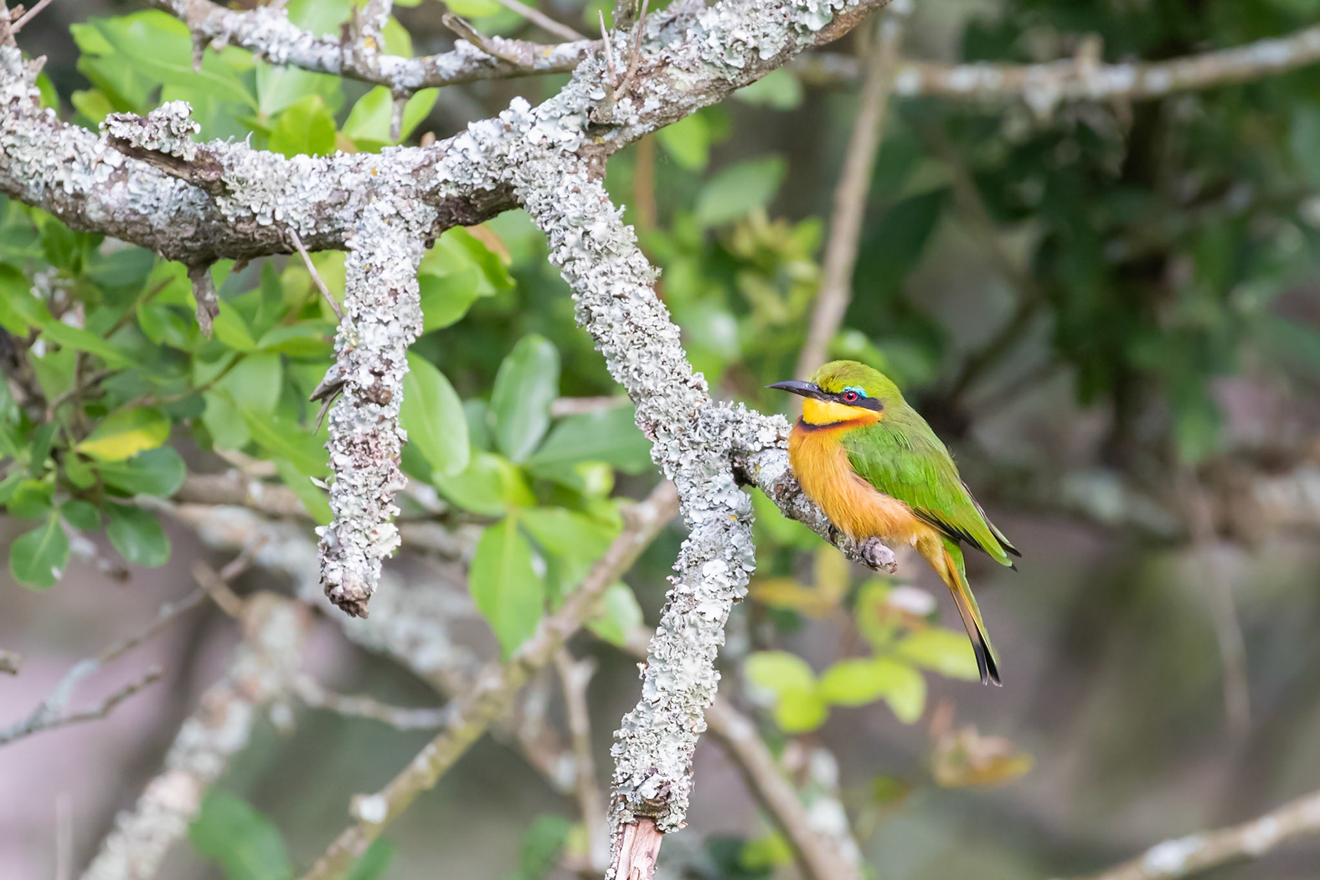 Lake Mburo National Park, Uganda