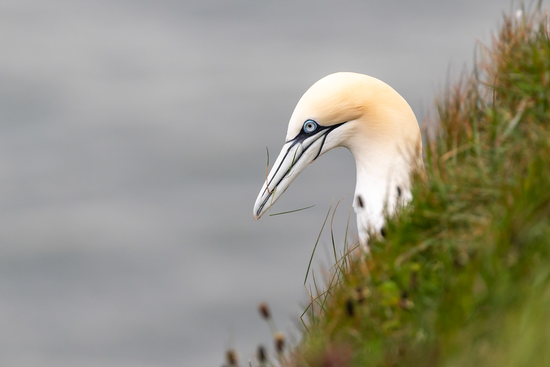 Bempton Cliffs, United Kingdom