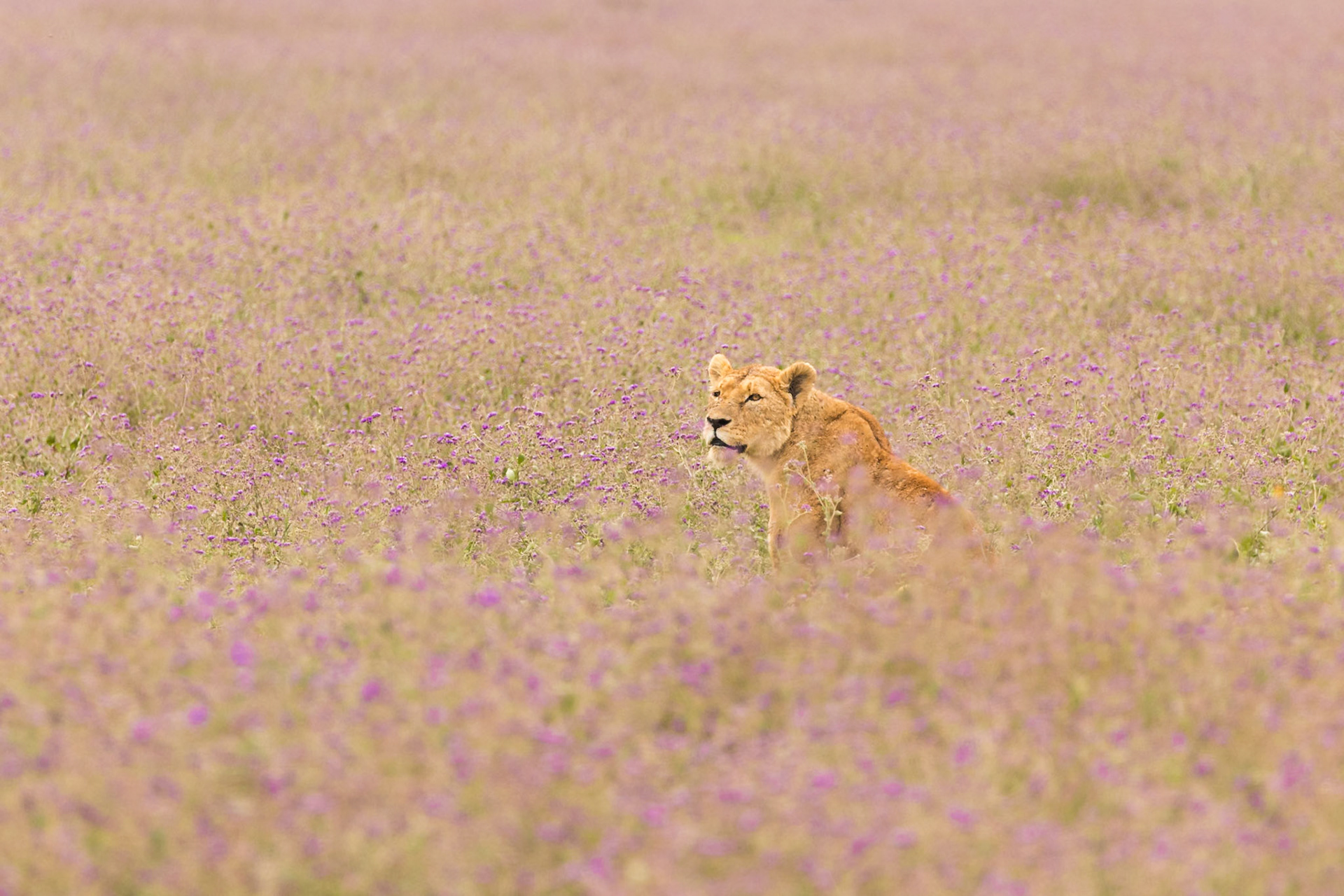 Ngorongoro National Park, Tanzania