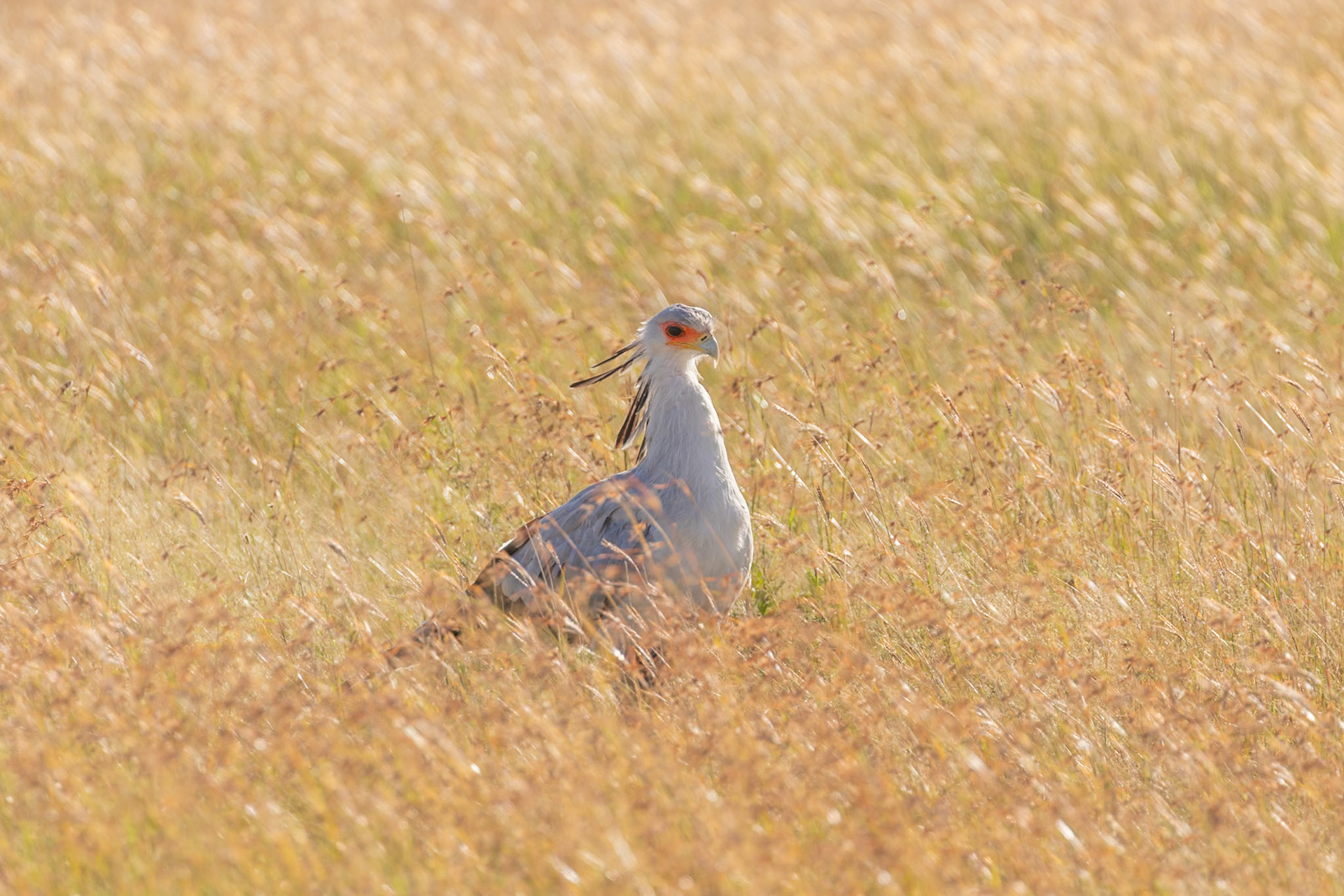 Serengeti National Park, Tanzania