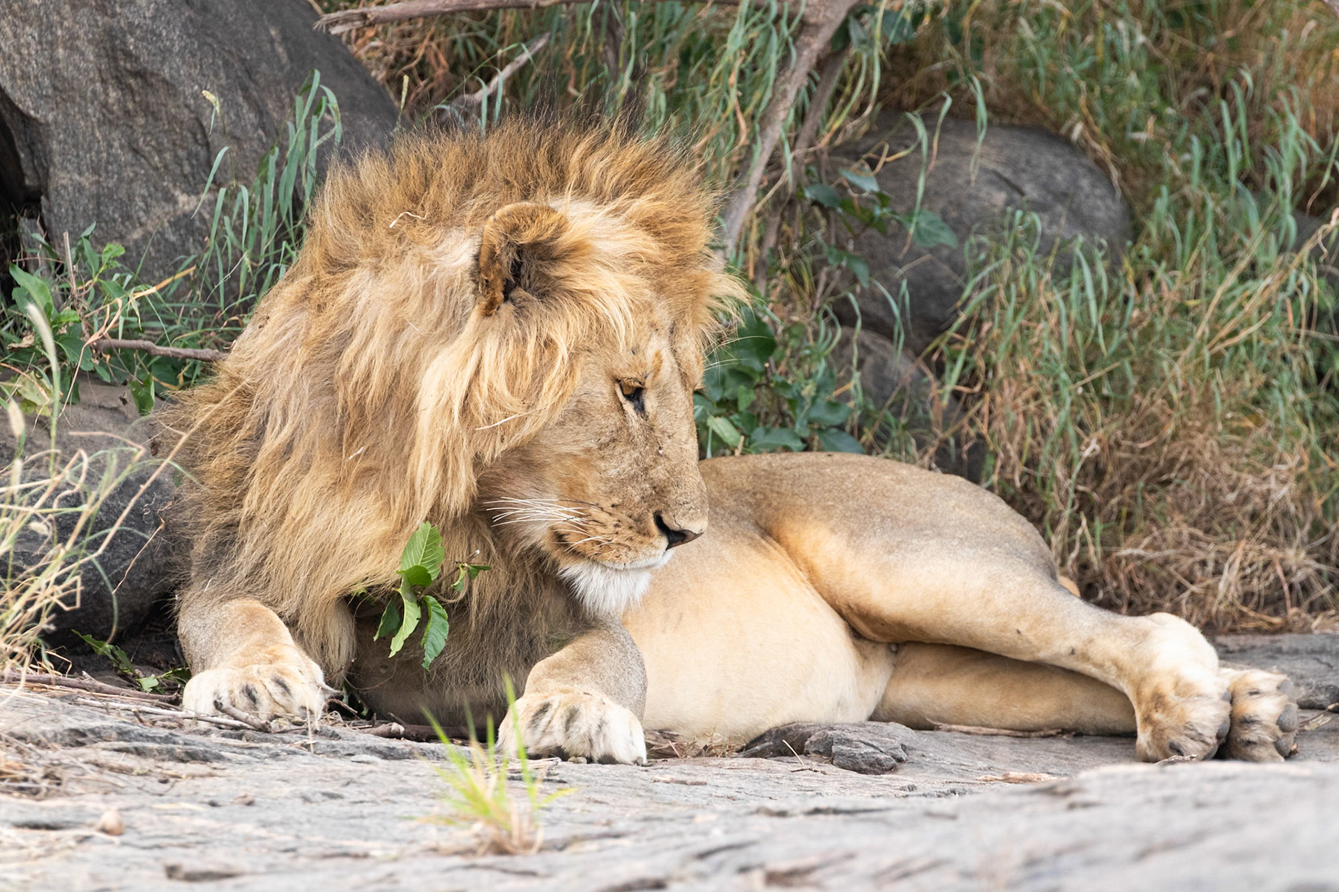 Serengeti National Park, Tanzania