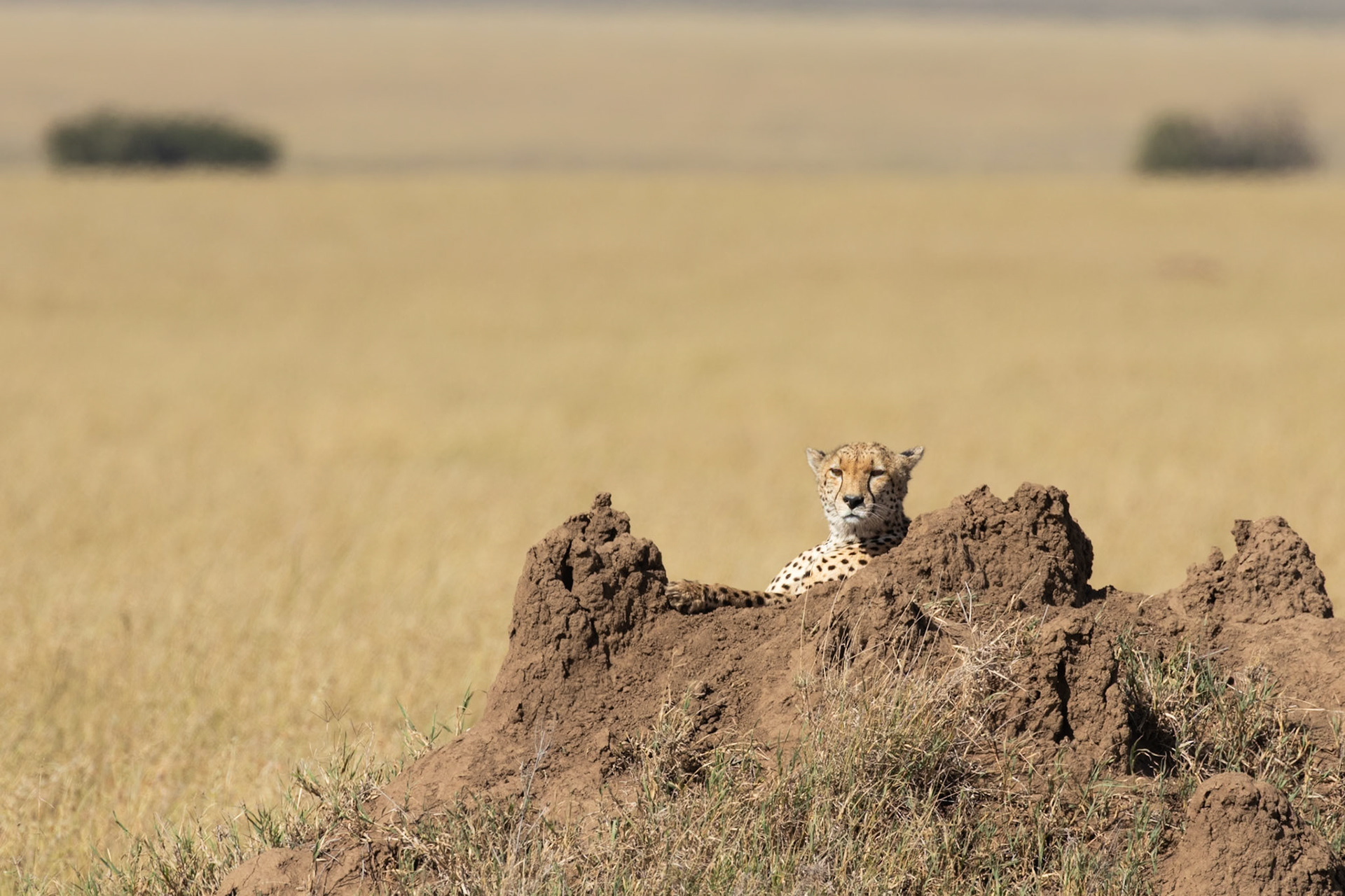 Serengeti National Park, Tanzania
