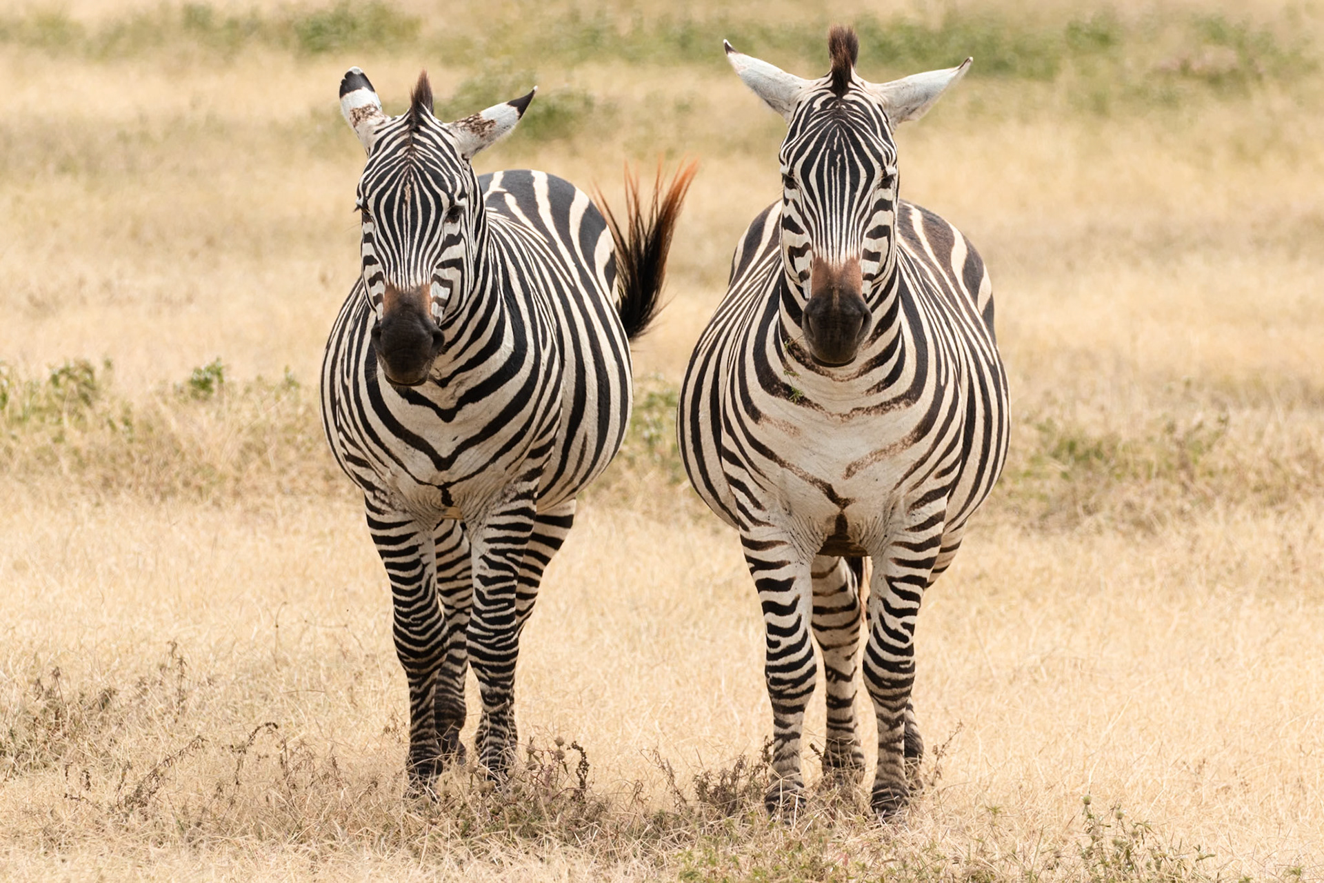 Ngorongoro National Park, Tanzania